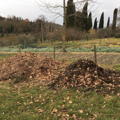 The dark compost is around 4 months old. The leaves and small branches are turning into humus, thanks to the action of fungus and bacteria.