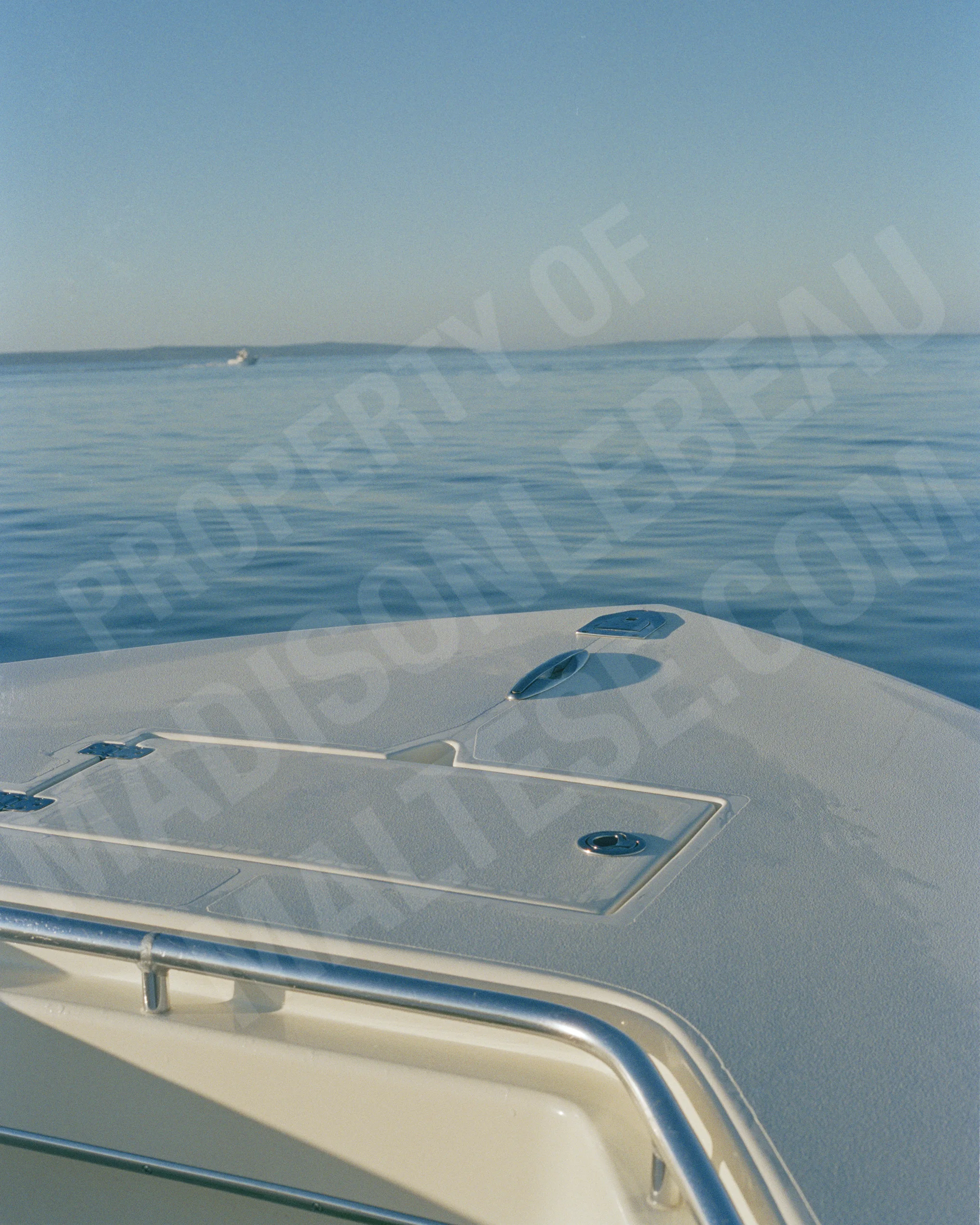 Maltese_Madison_26.jpg