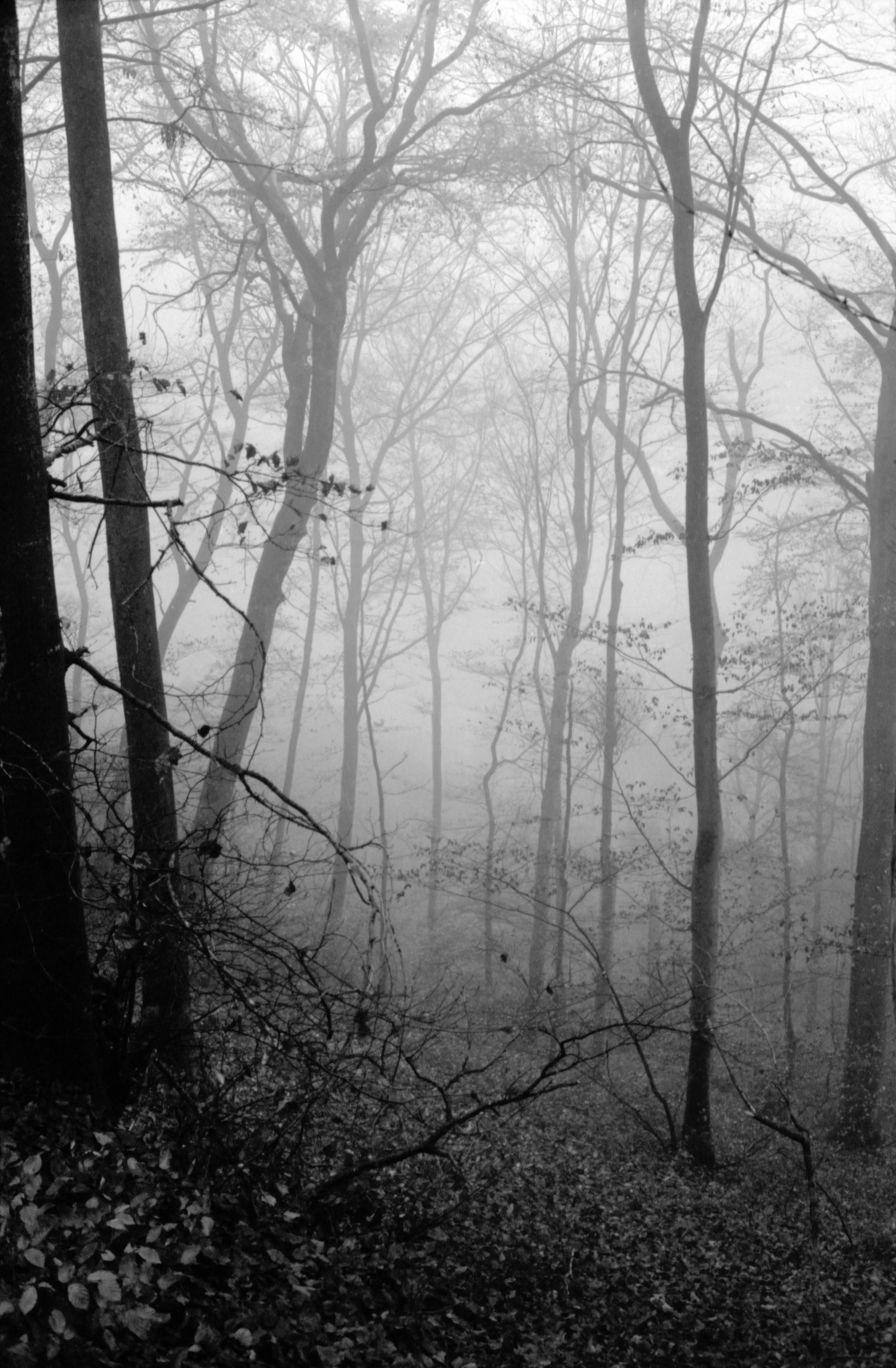 Fog.jpg