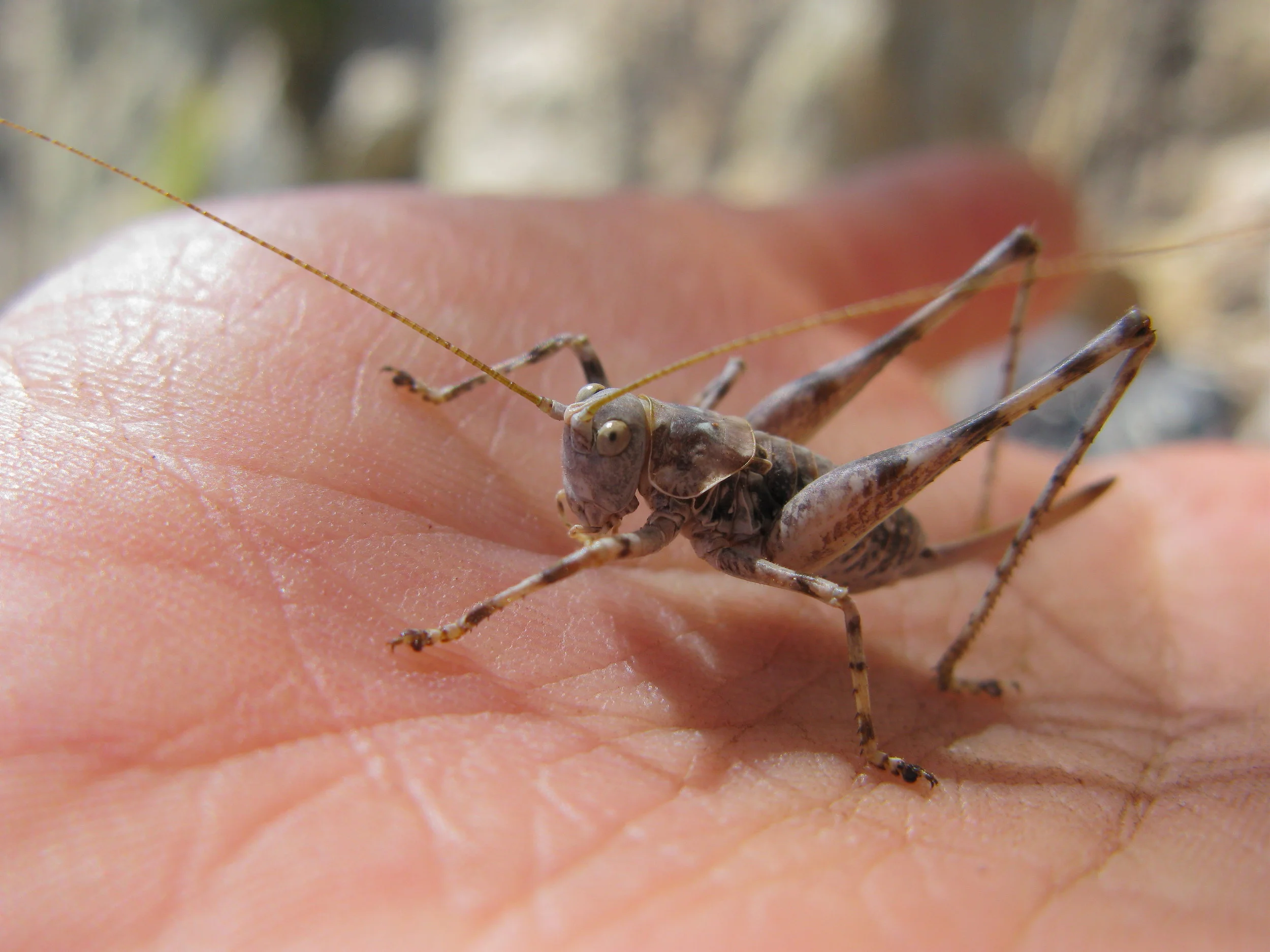 Grasshopper.jpg