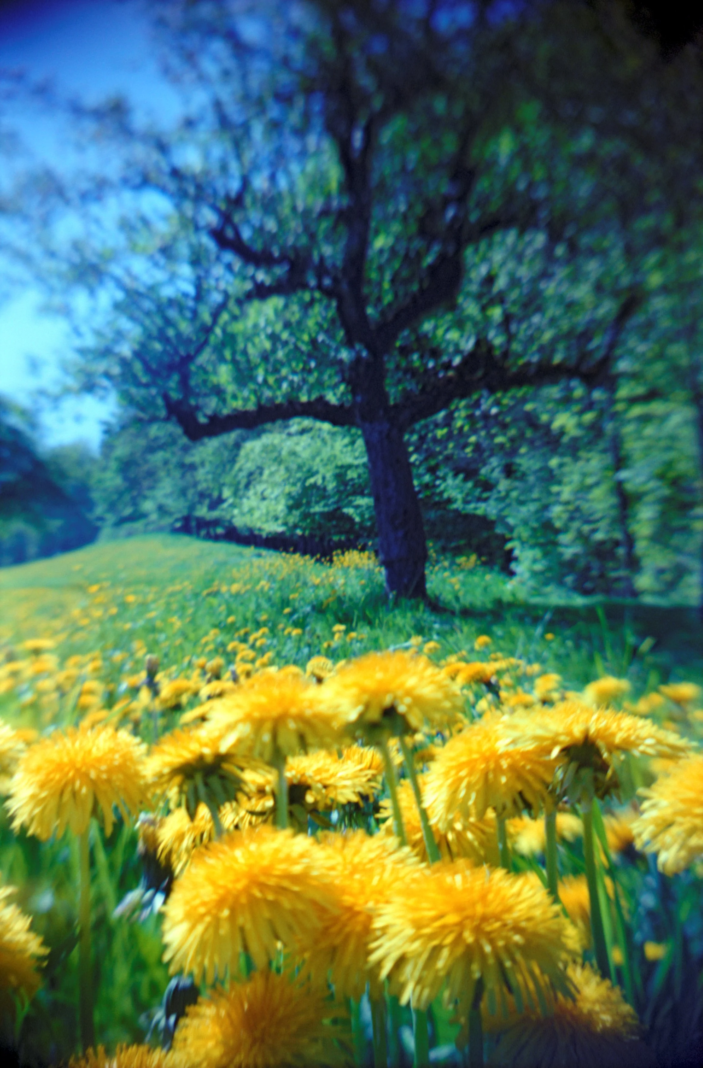 Meadowtree.jpg