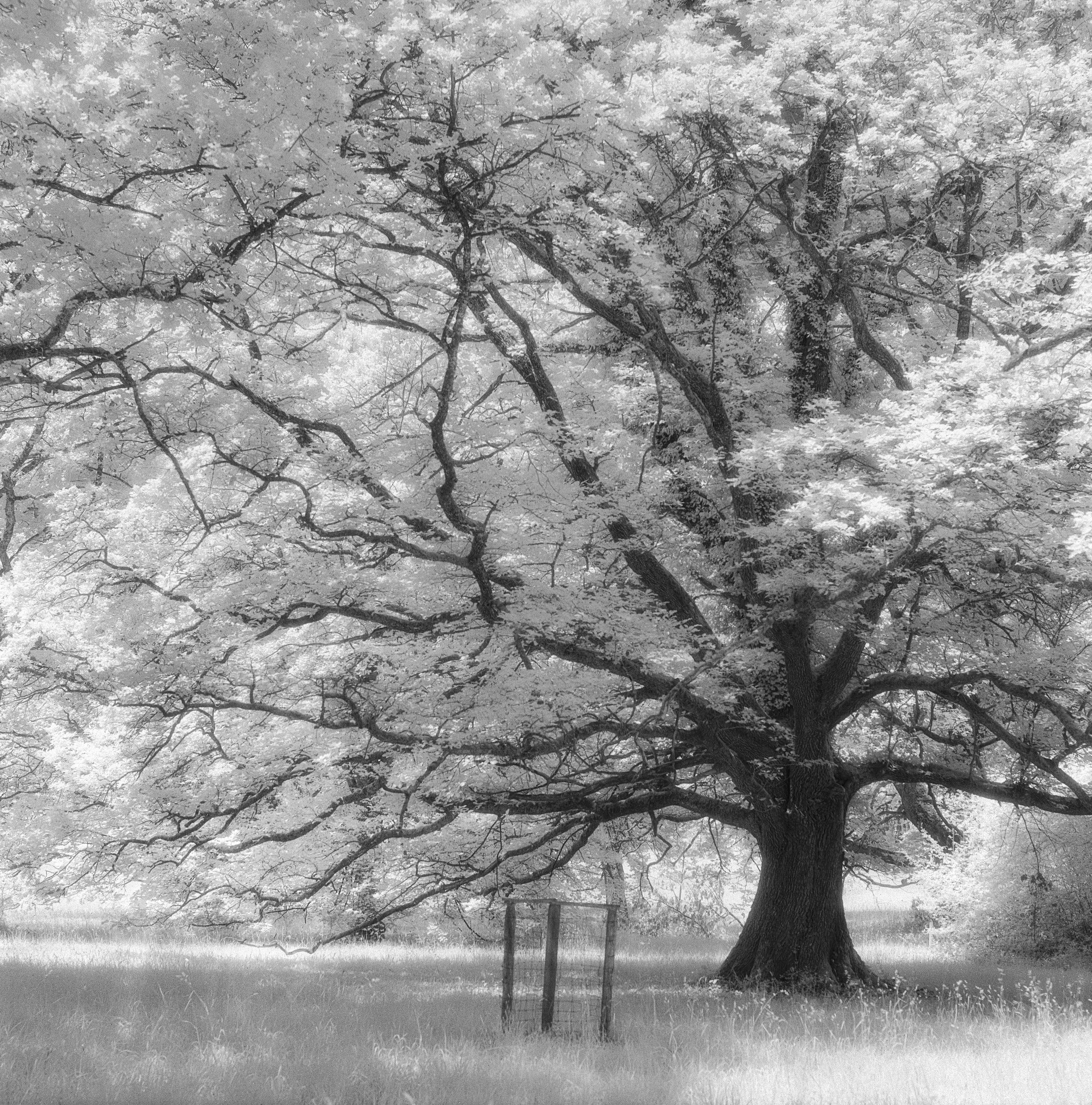Oak