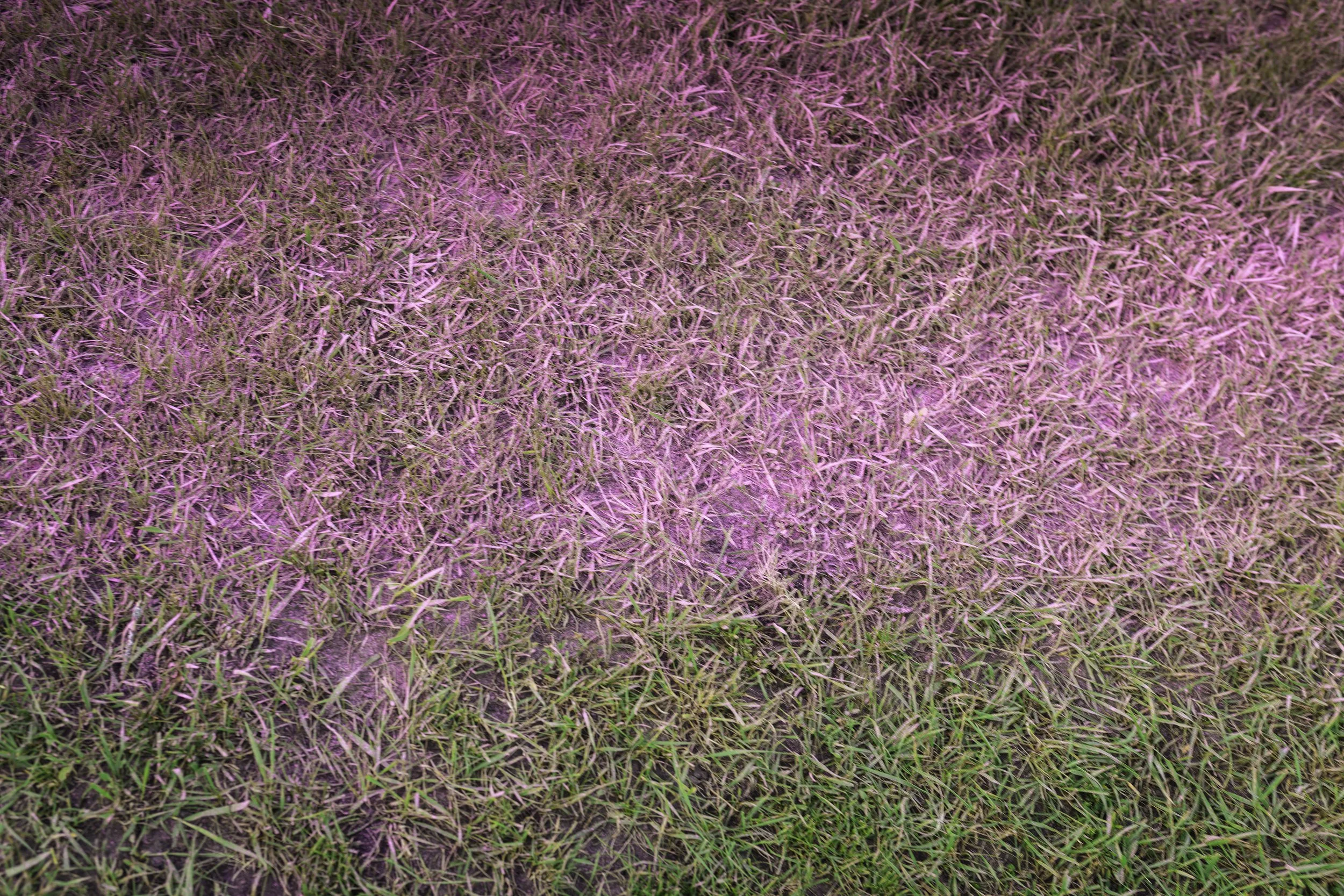 DSC_2206.JPG