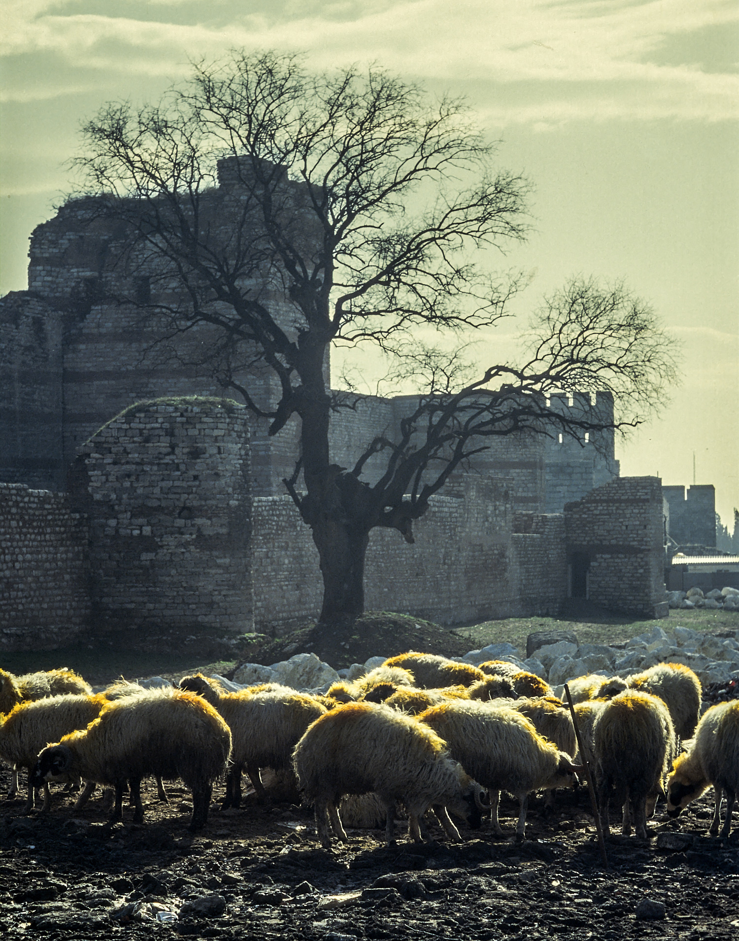 Sheep near the ancient city wall of Istanbul, Turkey