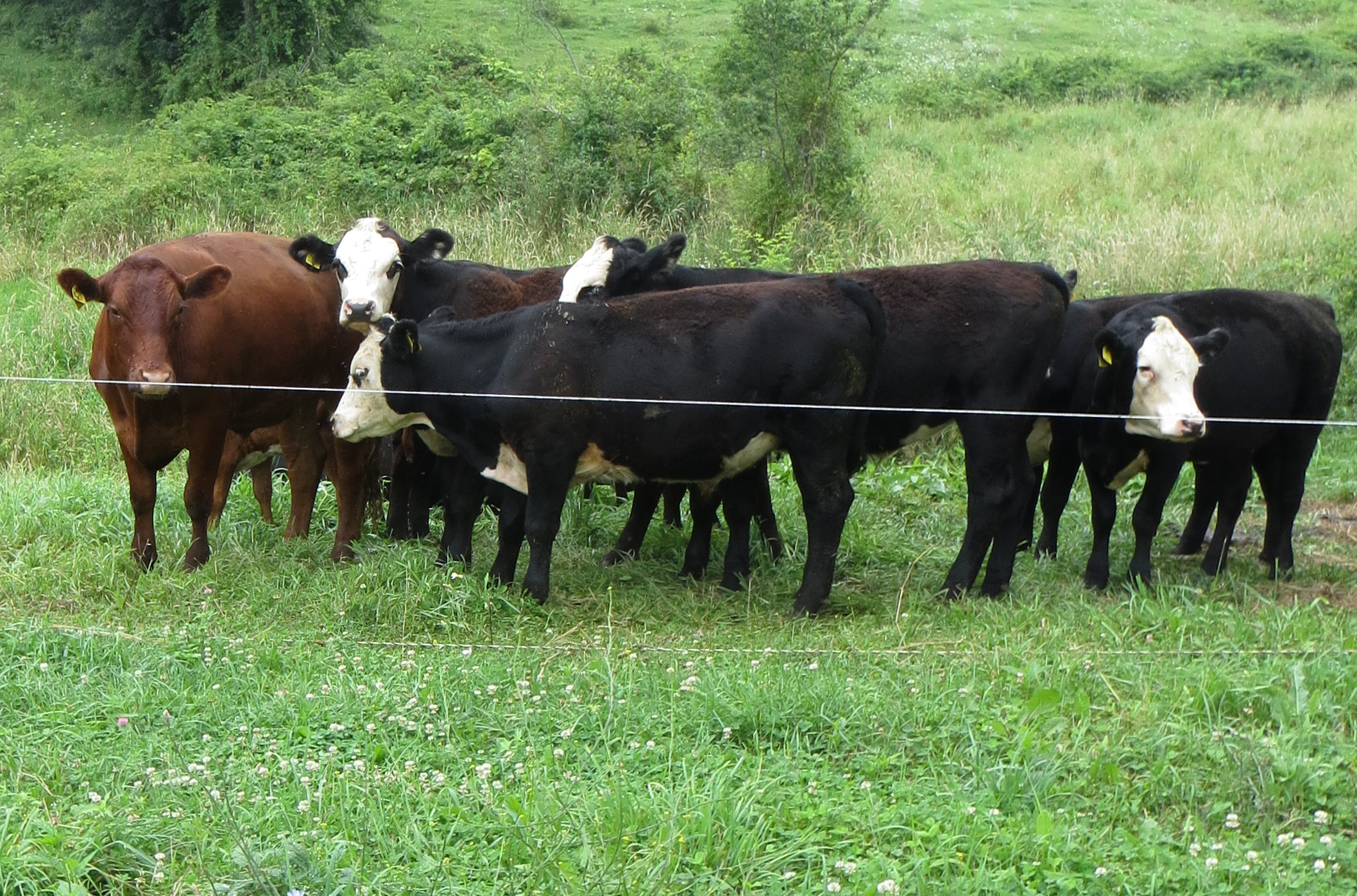 Walpole Valley Cows.jpg