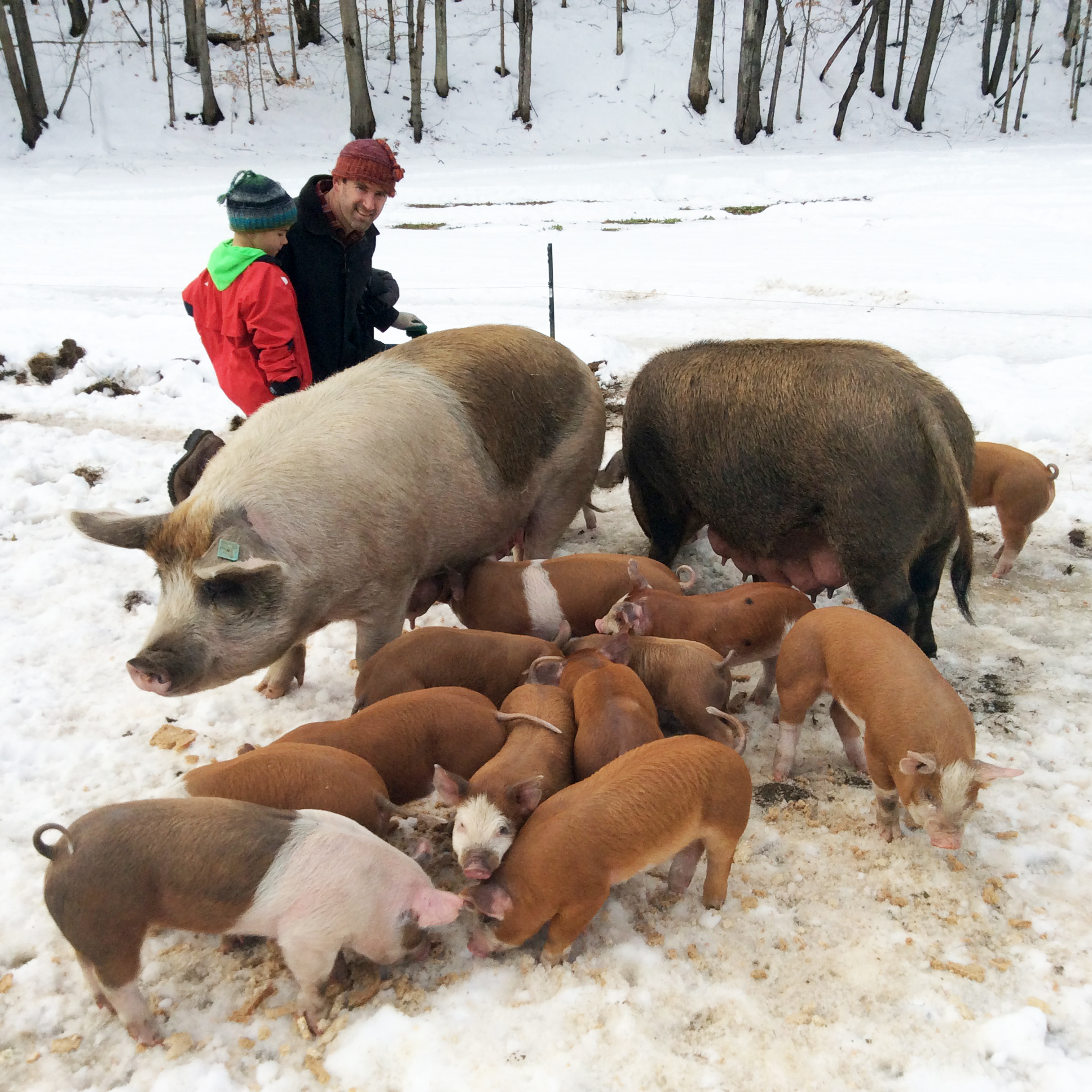 Archway Farm pig cluster.jpg
