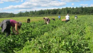 The-Community-Kitchen-A-Business-Case-for-Gleaning-300x171.jpg