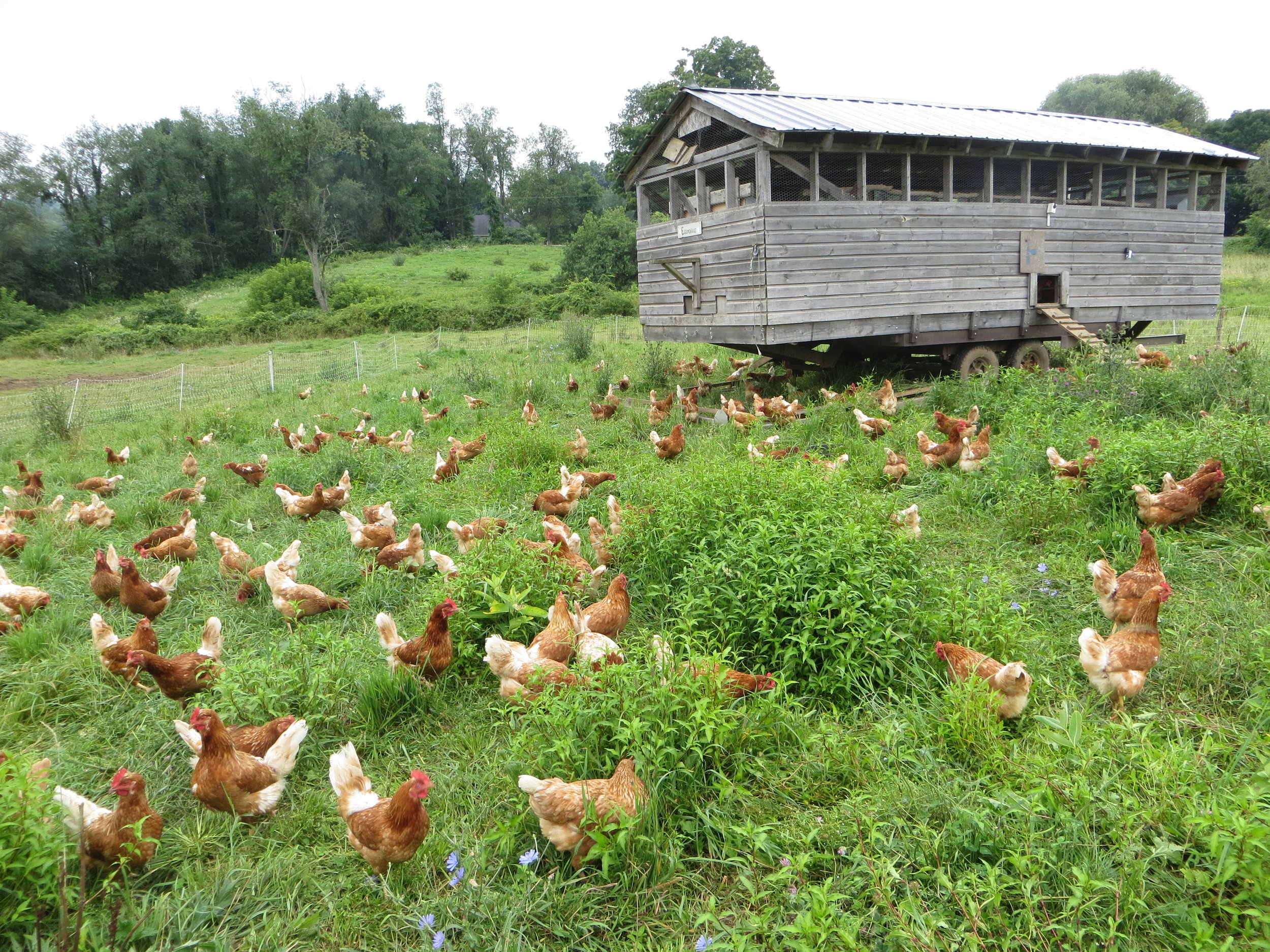 Walpole Valley Hens in Field.jpg