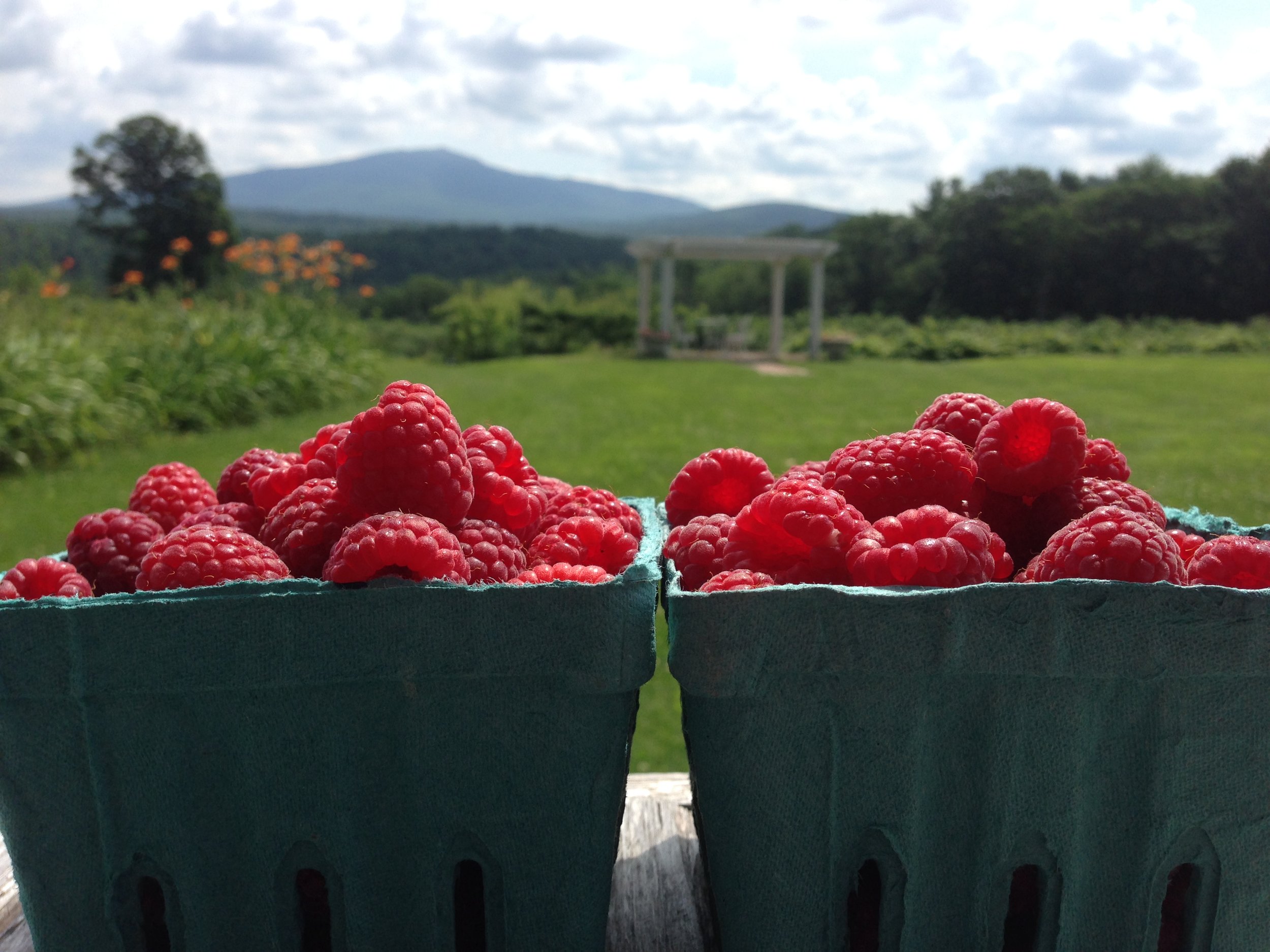 rasp pints and mountain.jpg