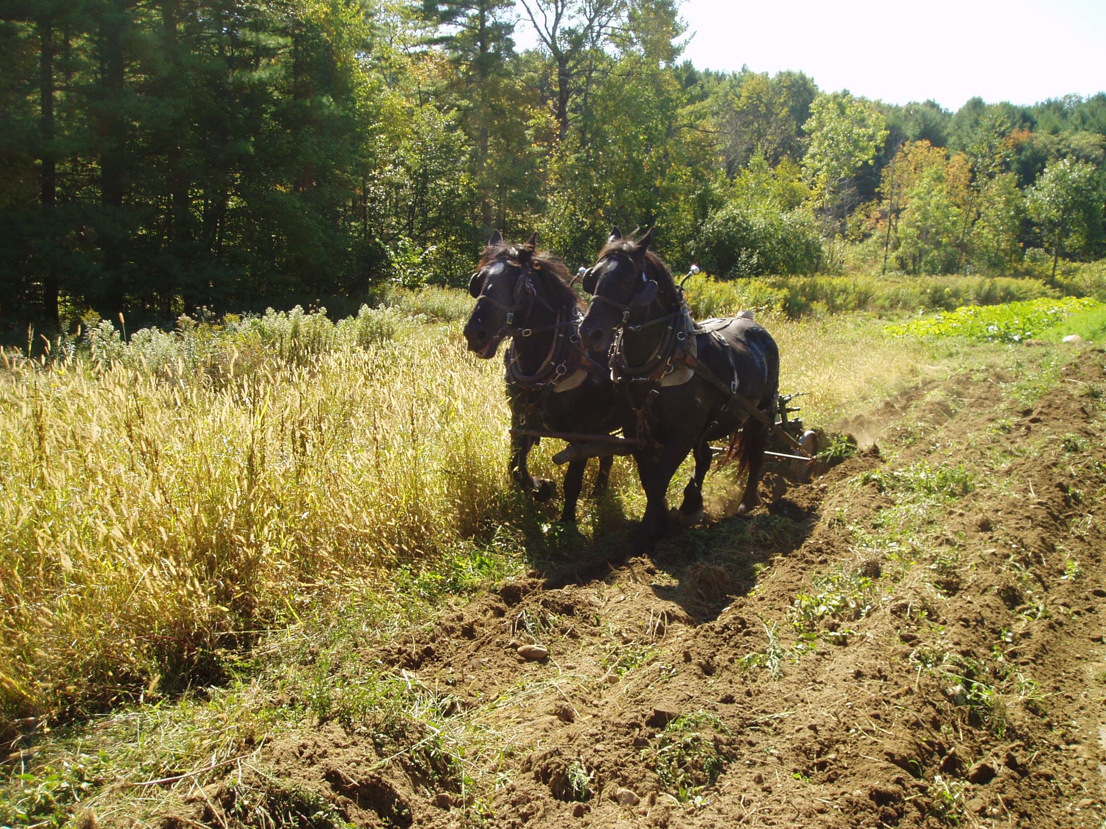 Betsy and Belle Discing in Cover Crop.jpg