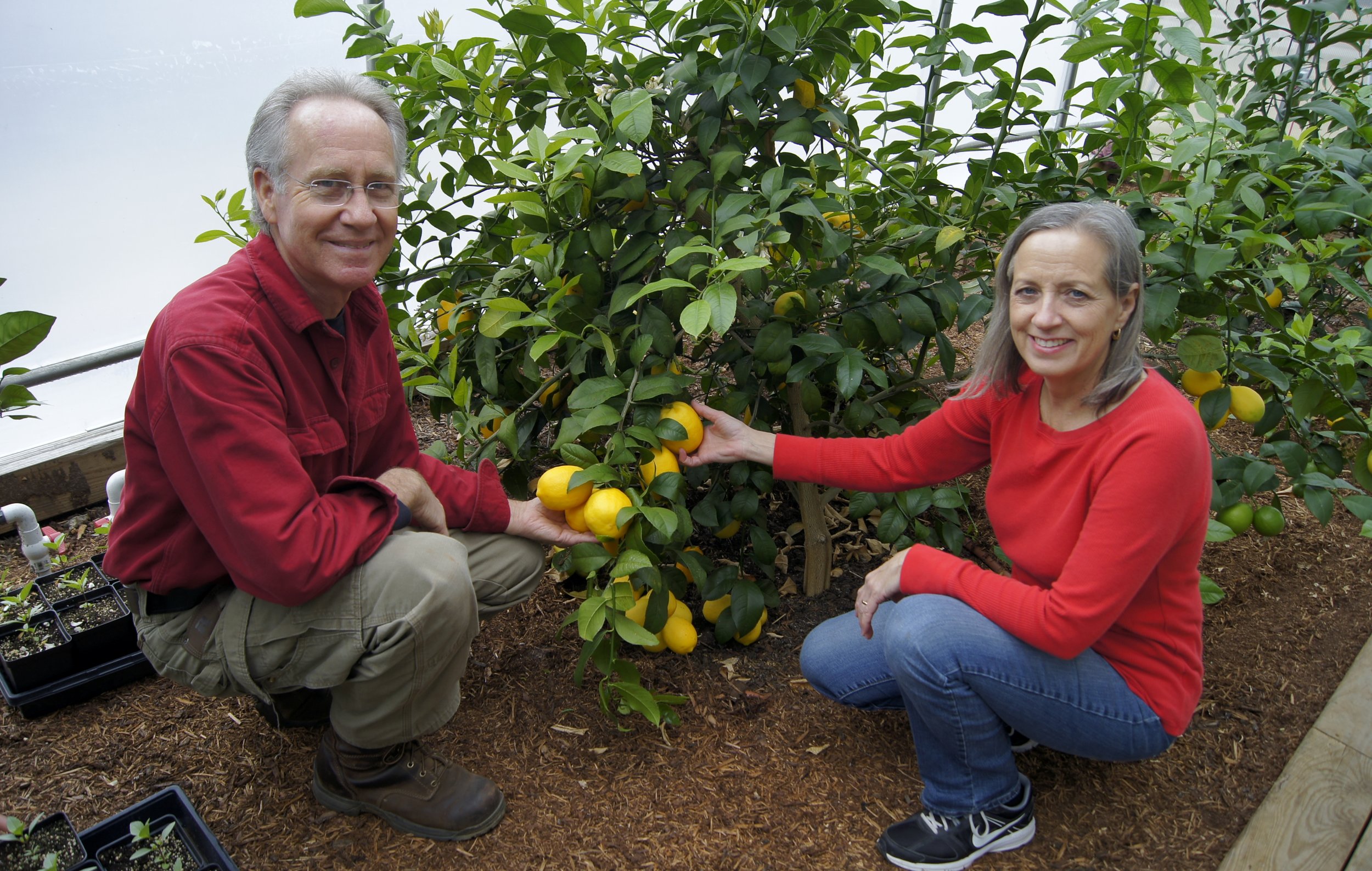 Angel Wing Farm_Harvesting Citrus.JPG