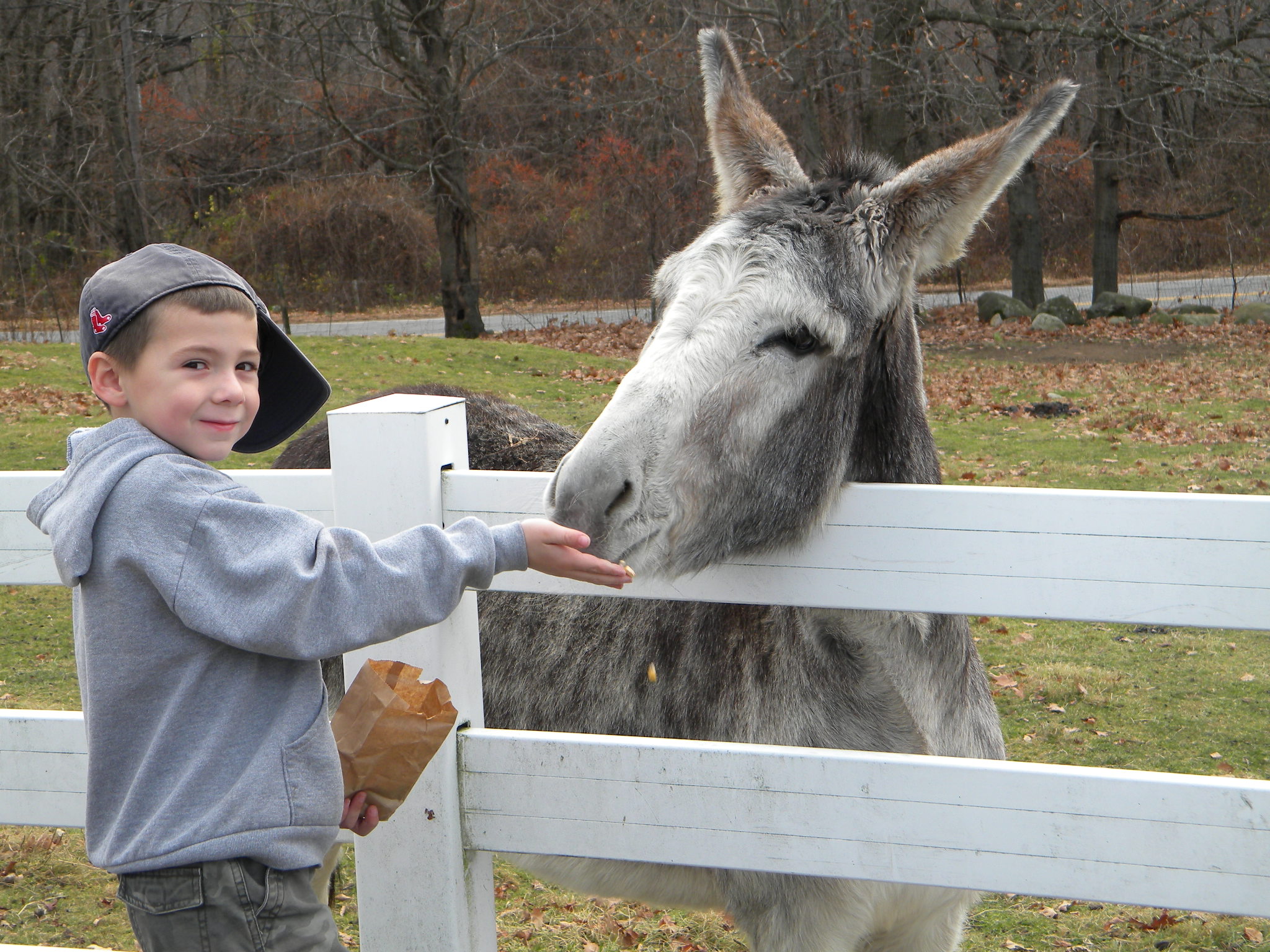 Boy Feeding the Donkey at The Inn at East Hill.jpg