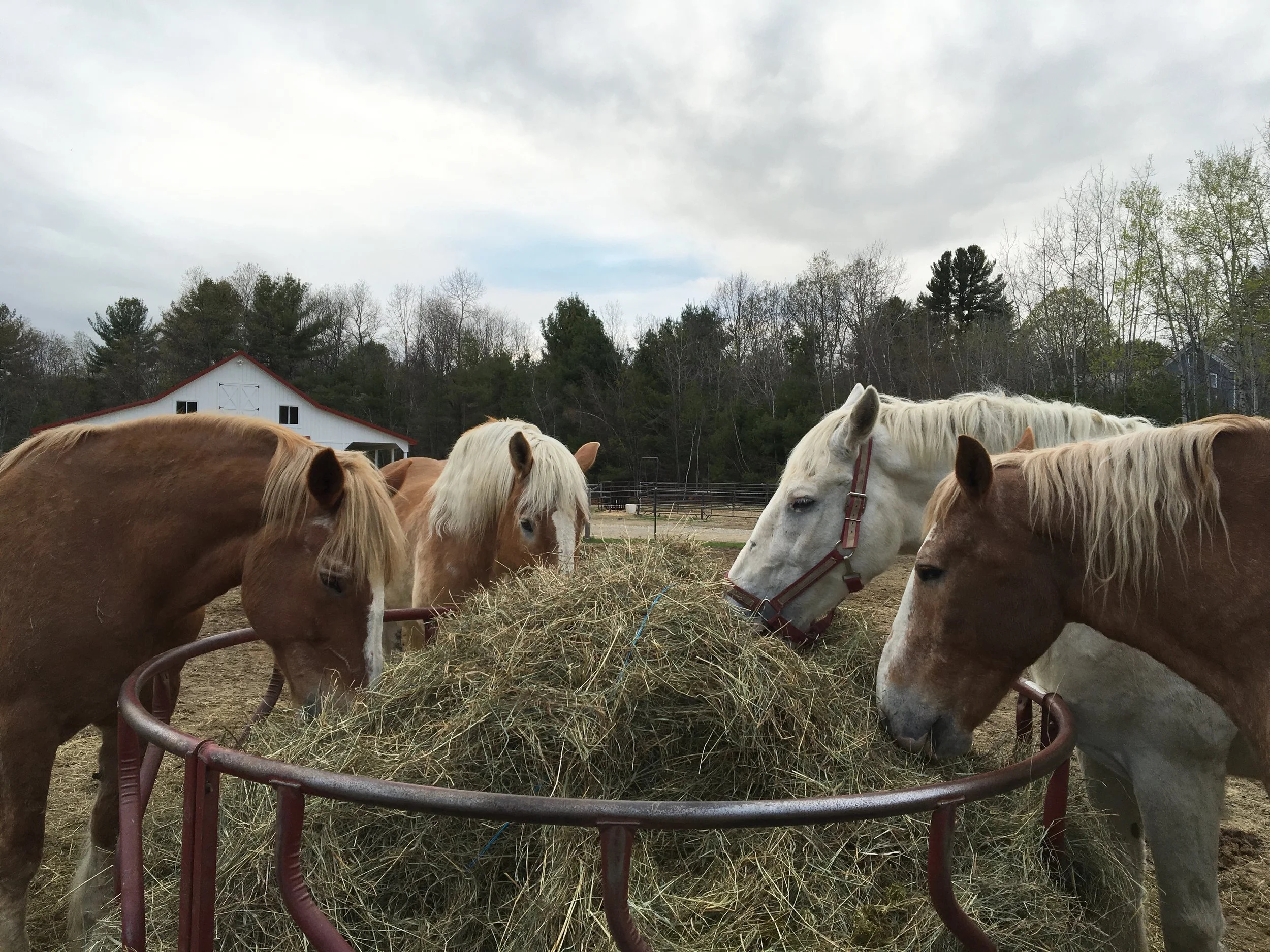 Change Their Lives Open Barn at Draft Gratitude Horse Rescue