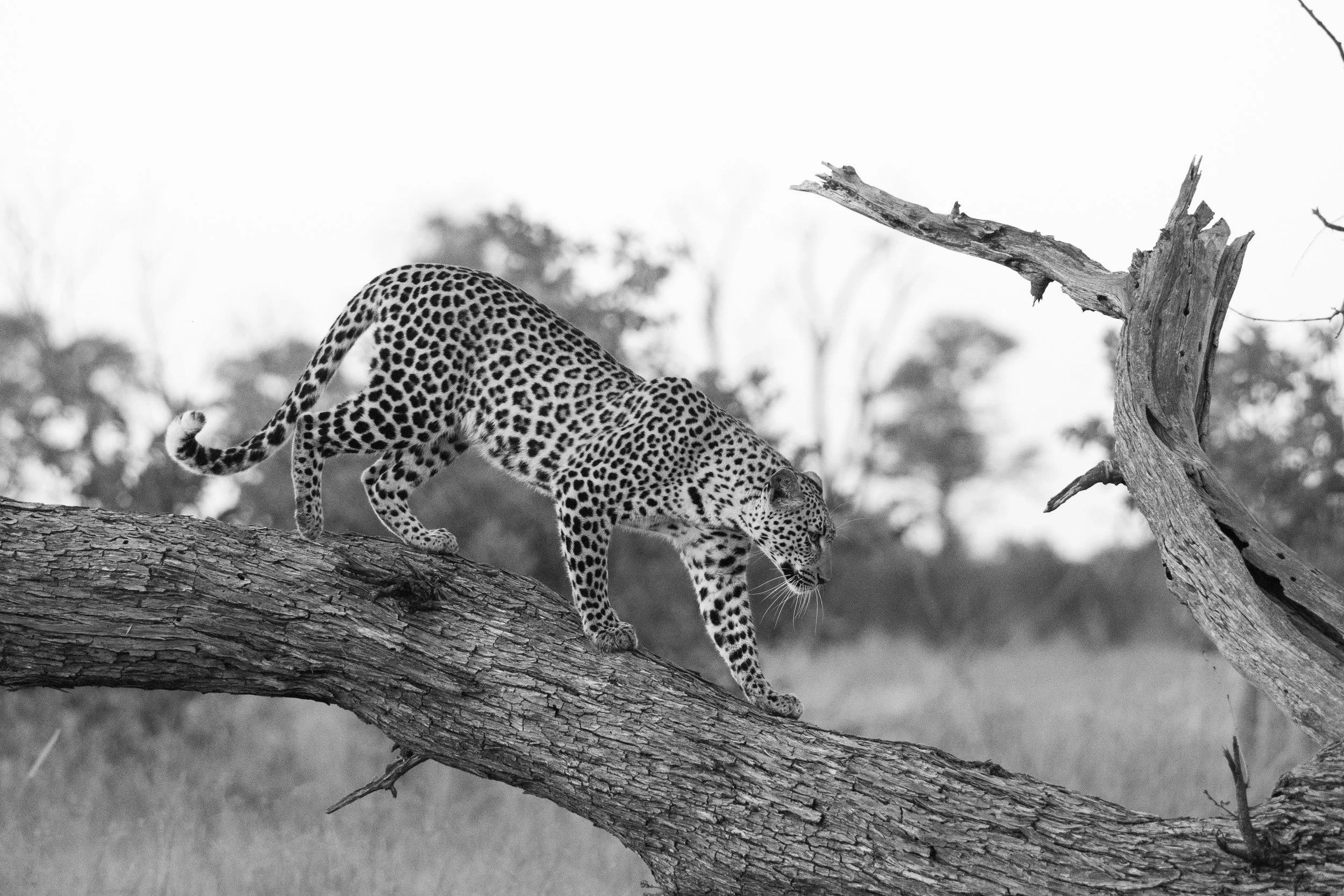 ShareenNash_TheNaturalWorld_Leopard.jpg