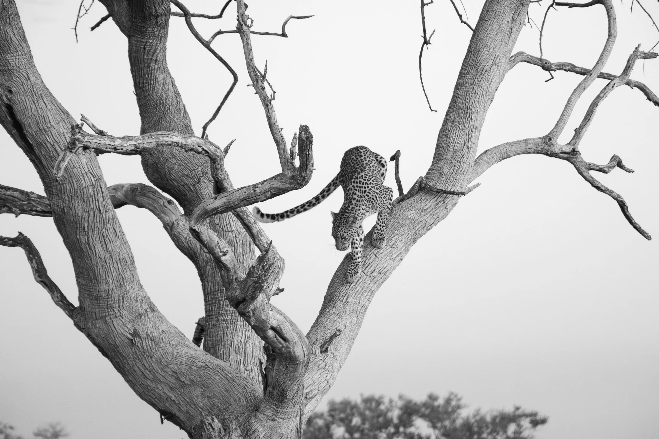 Fluid movement, feline perfection. Okavango Delta, Botswana .jpg