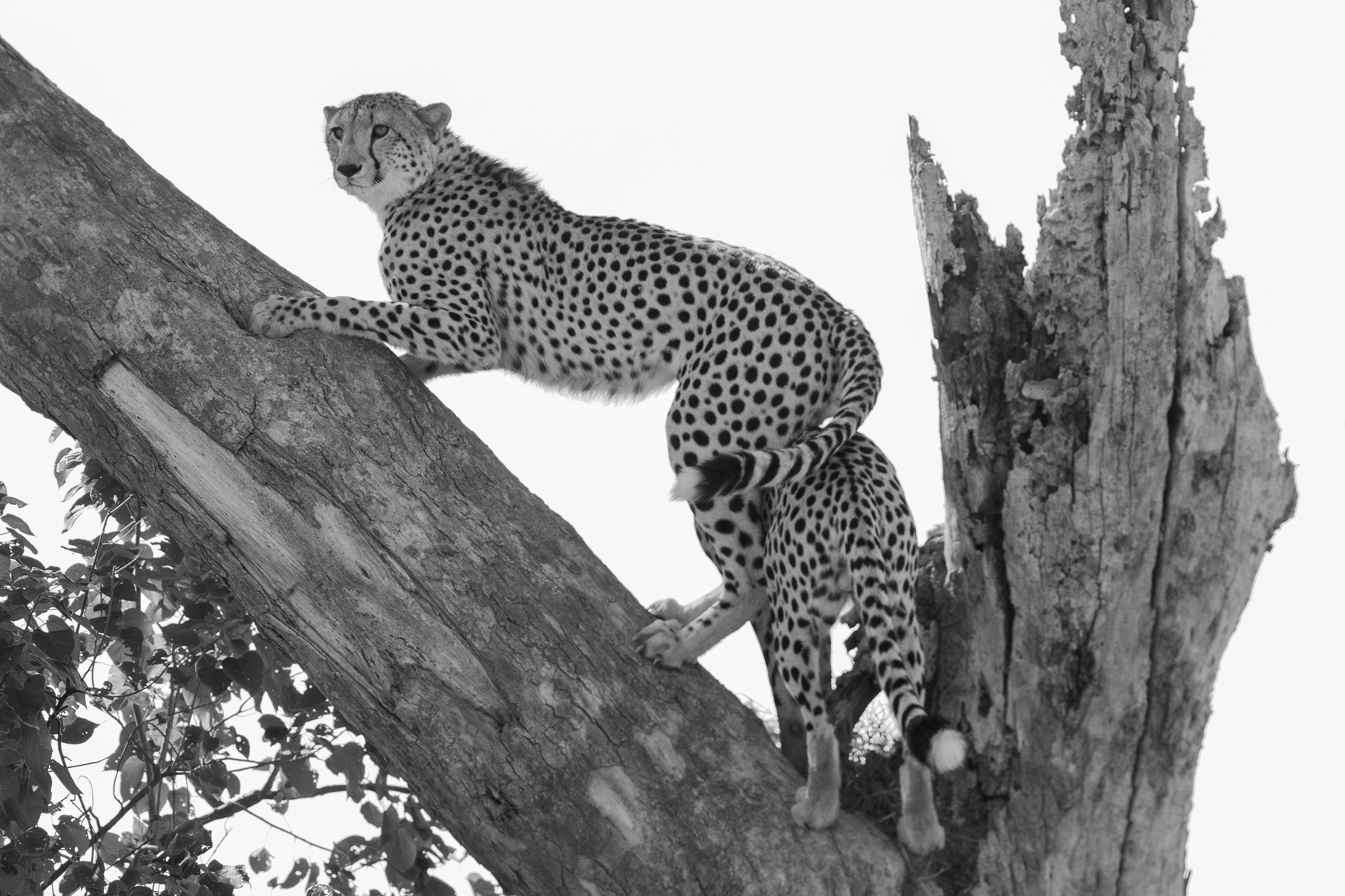 ShareenNash_TheNaturalWorld_Cheetah.jpg