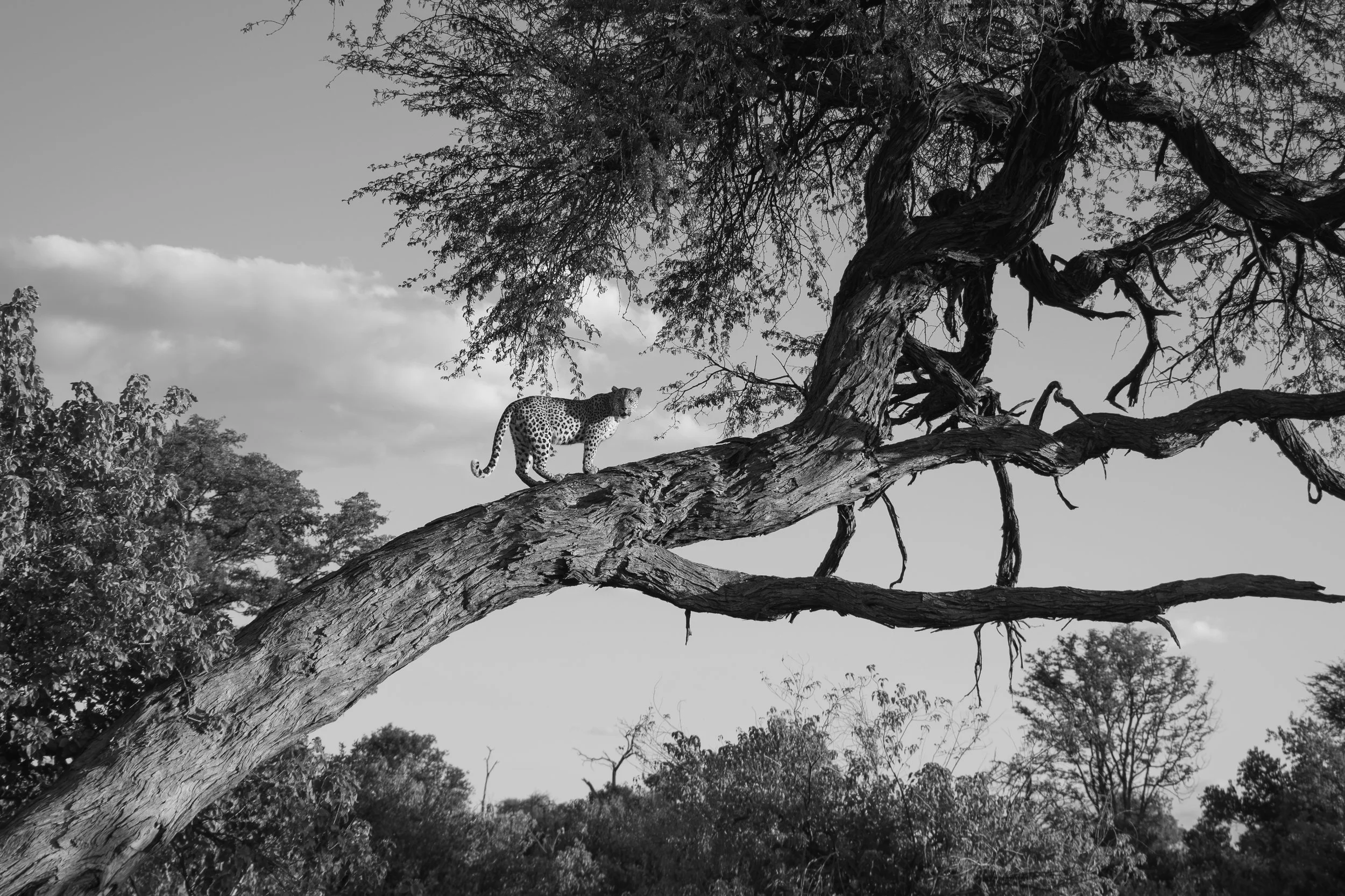 ShareenNash_TheNaturalWorld_Leopard in tree.jpg