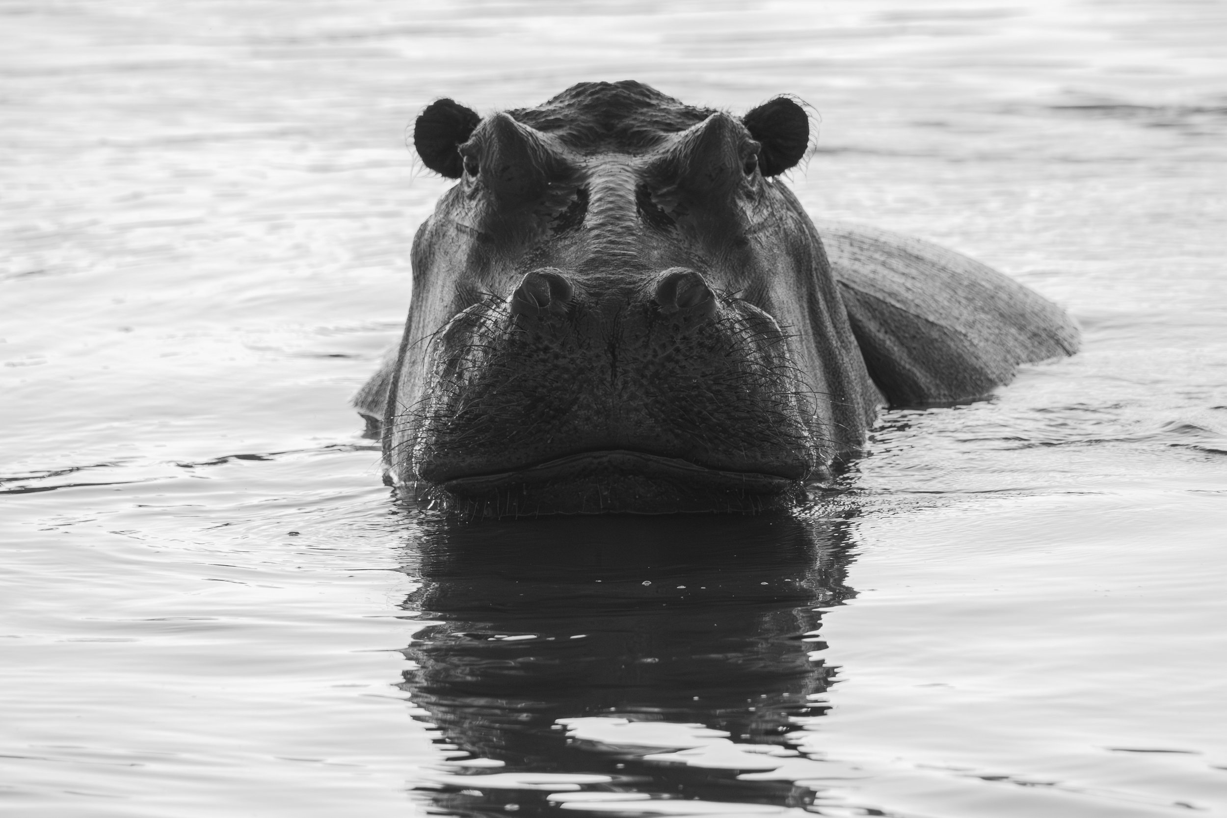 ShareenNash_TheNaturalWorld_Hippo.jpg