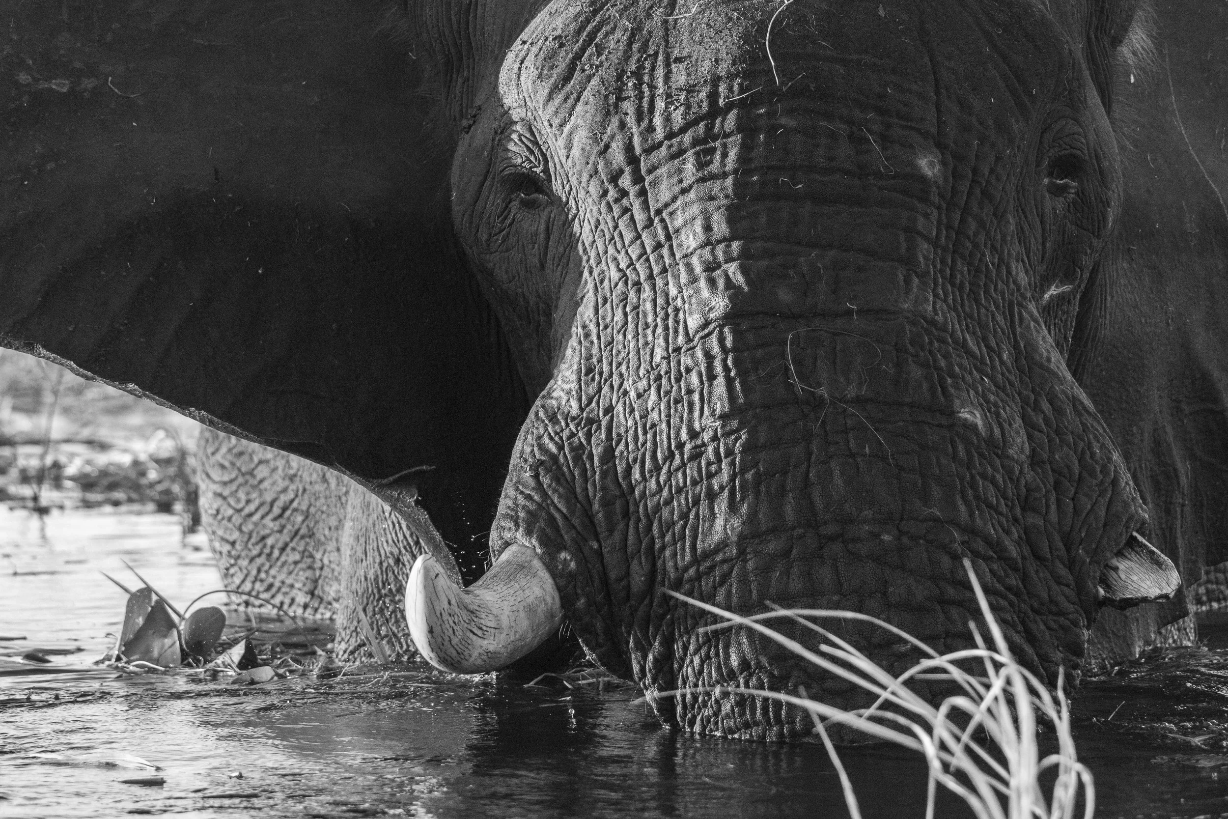 Peaceful solace in the rivers embrace. Chobe River, Botswana .jpg