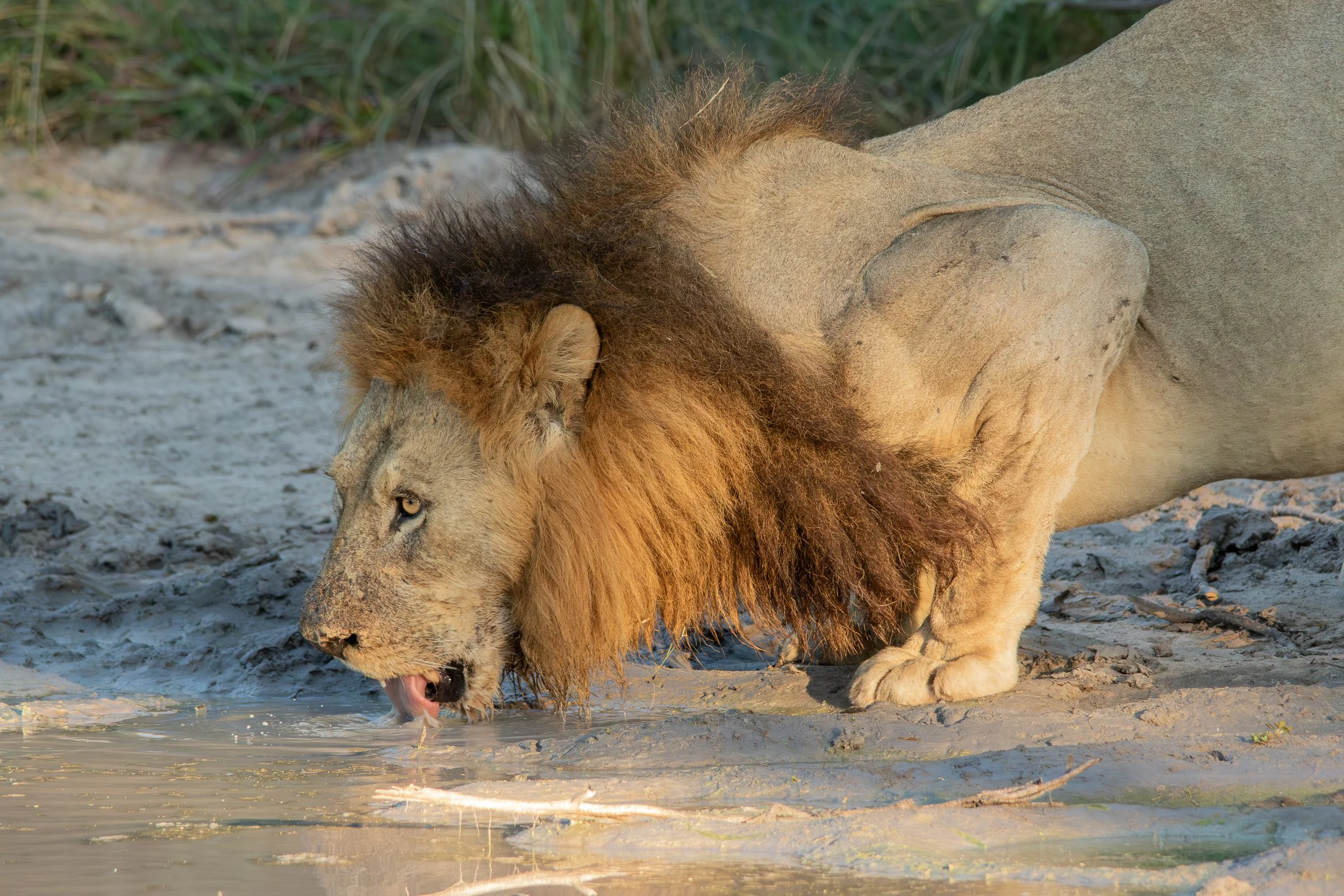 1 Lion after buffalo kill_ShareenNash.jpg