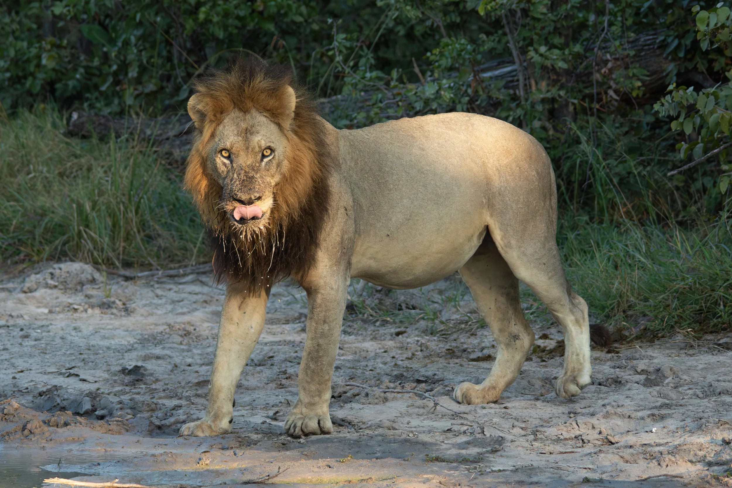 2 Lion after buffalo kill_ShareenNash.jpg