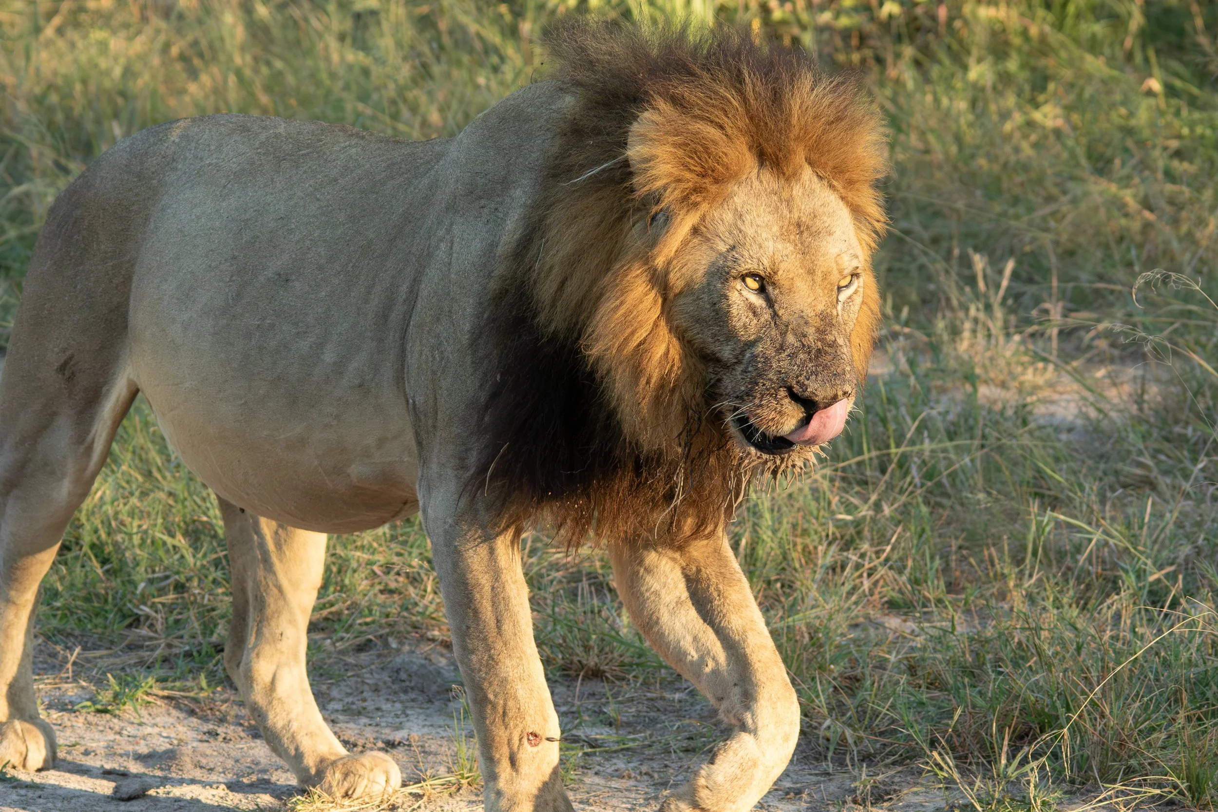 3 Lion after buffalo kill_ShareenNash.jpg