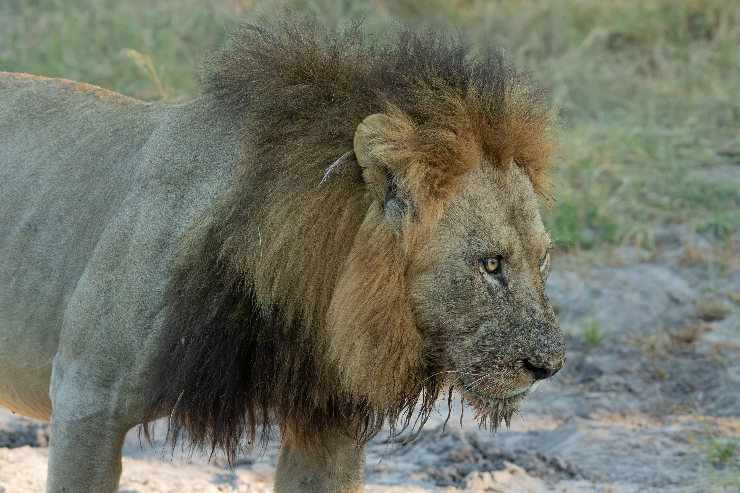 4 Lion after buffalo kill_ShareenNash.jpg