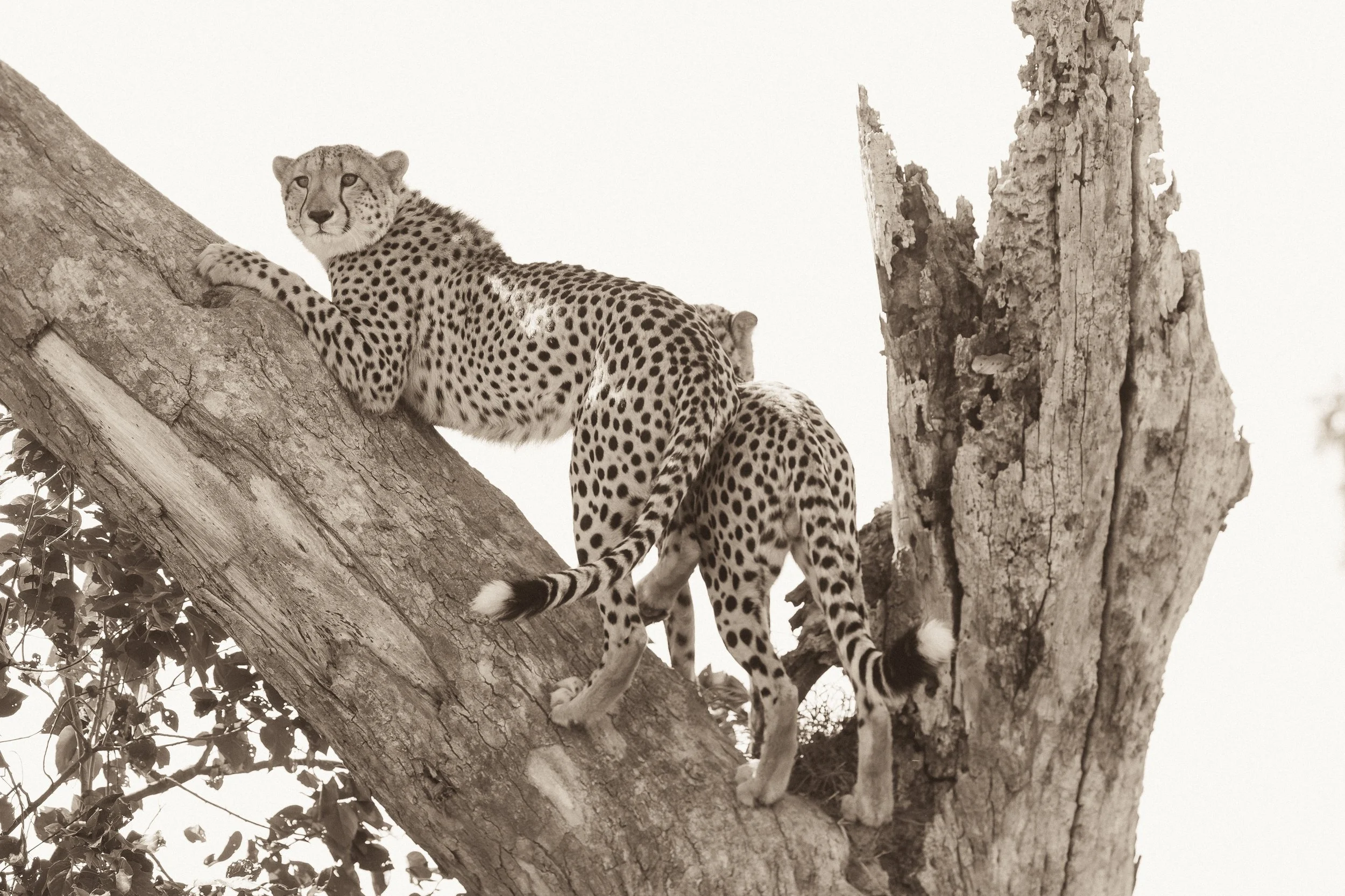 1b Tree climbing cheetahs_ShareenNash.jpg