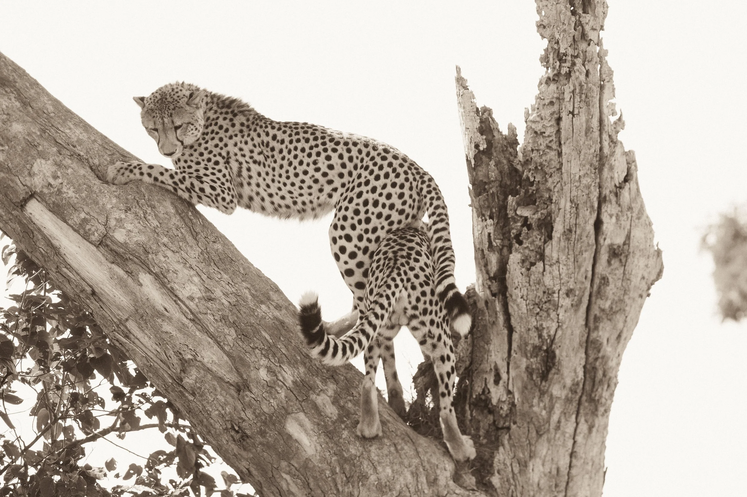 2b Tree climbing cheetahs_ShareenNash.jpg