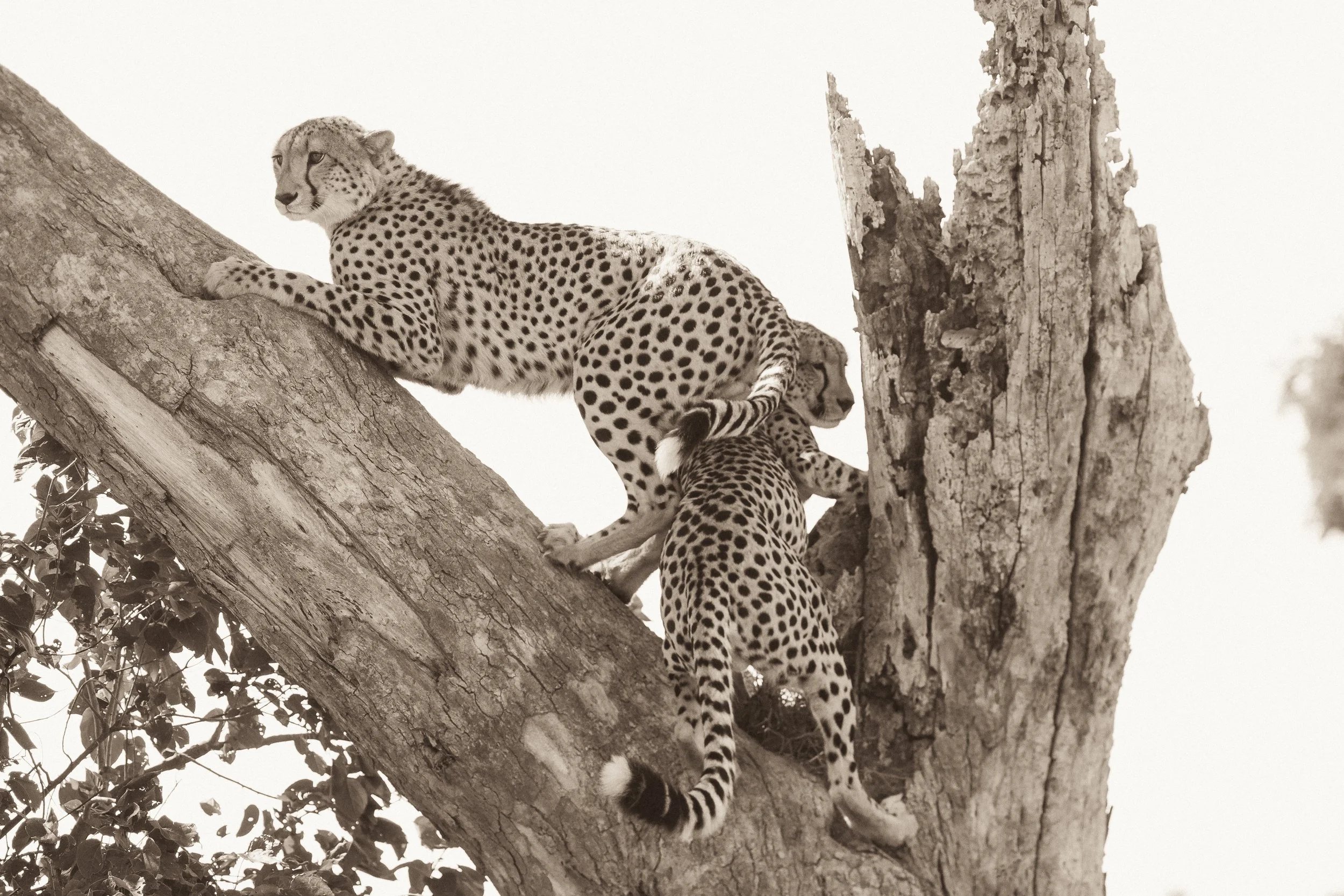 3b Tree climbing cheetahs_ShareenNash.jpg
