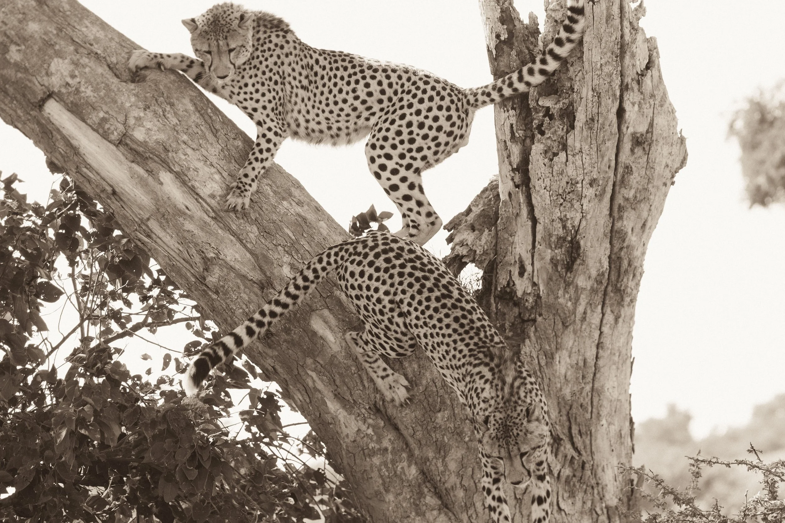 4b Tree climbing cheetahs_ShareenNash.jpg