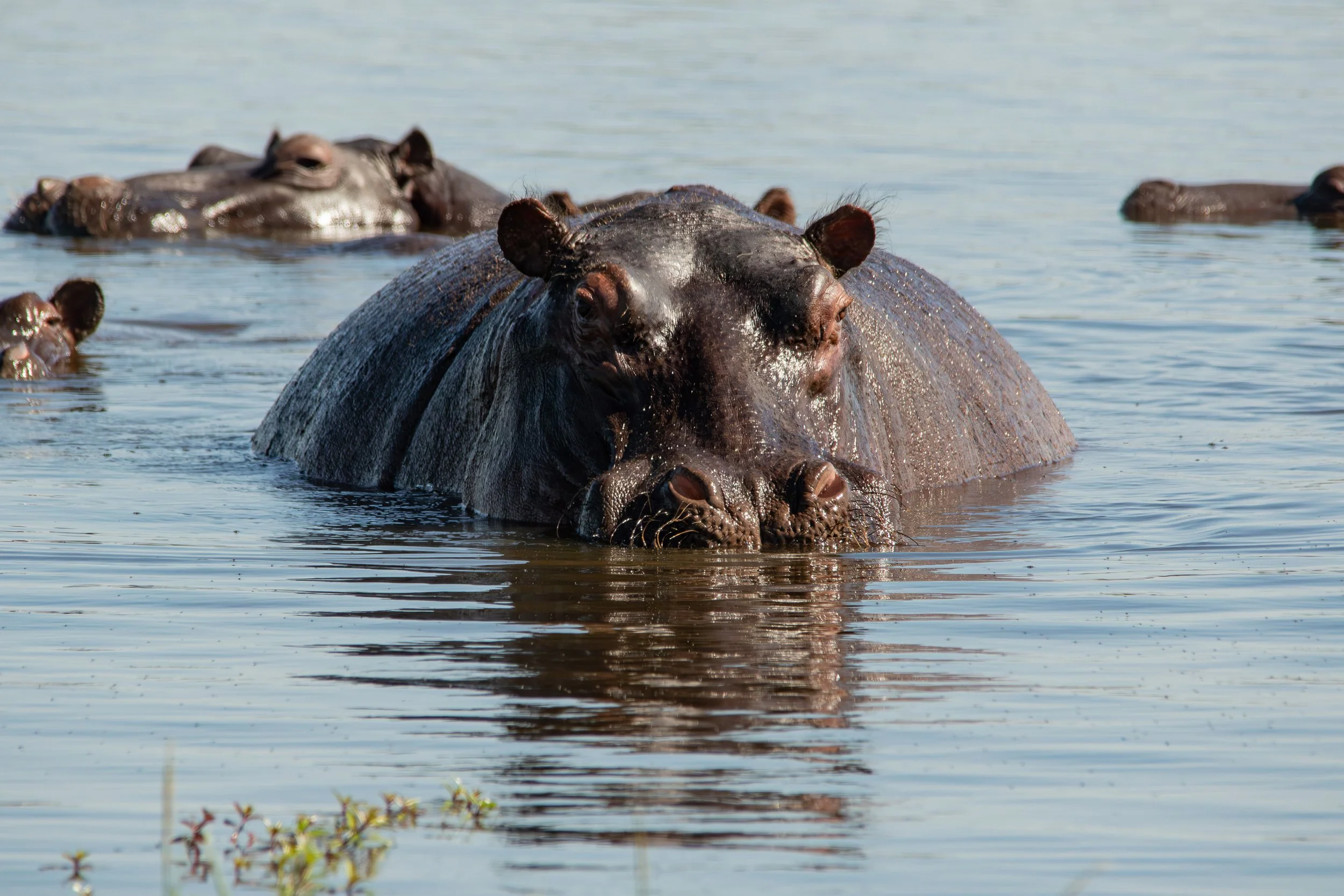1 Hippo.jpg