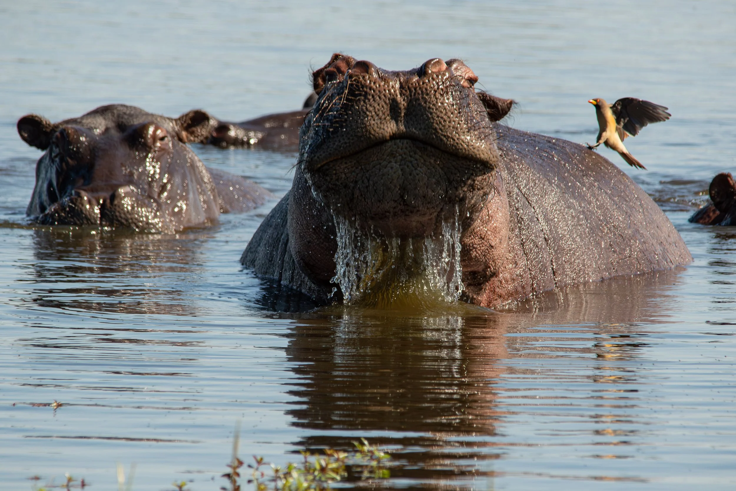 2 Hippo.jpg