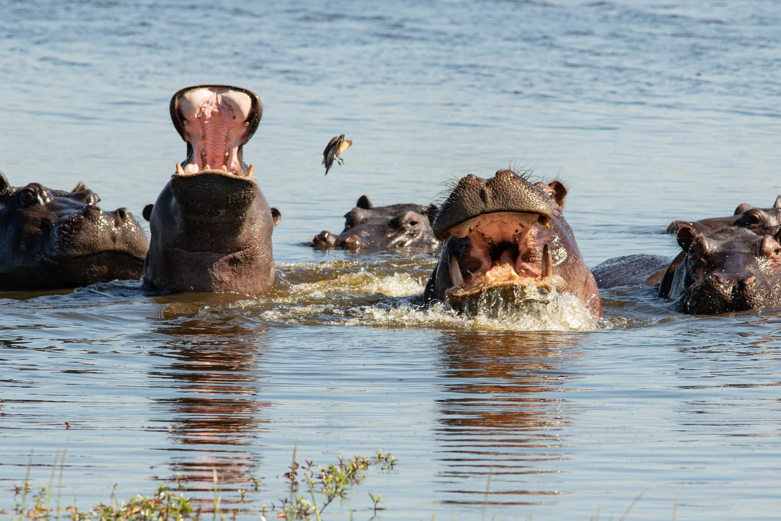 4 Hippo.jpg