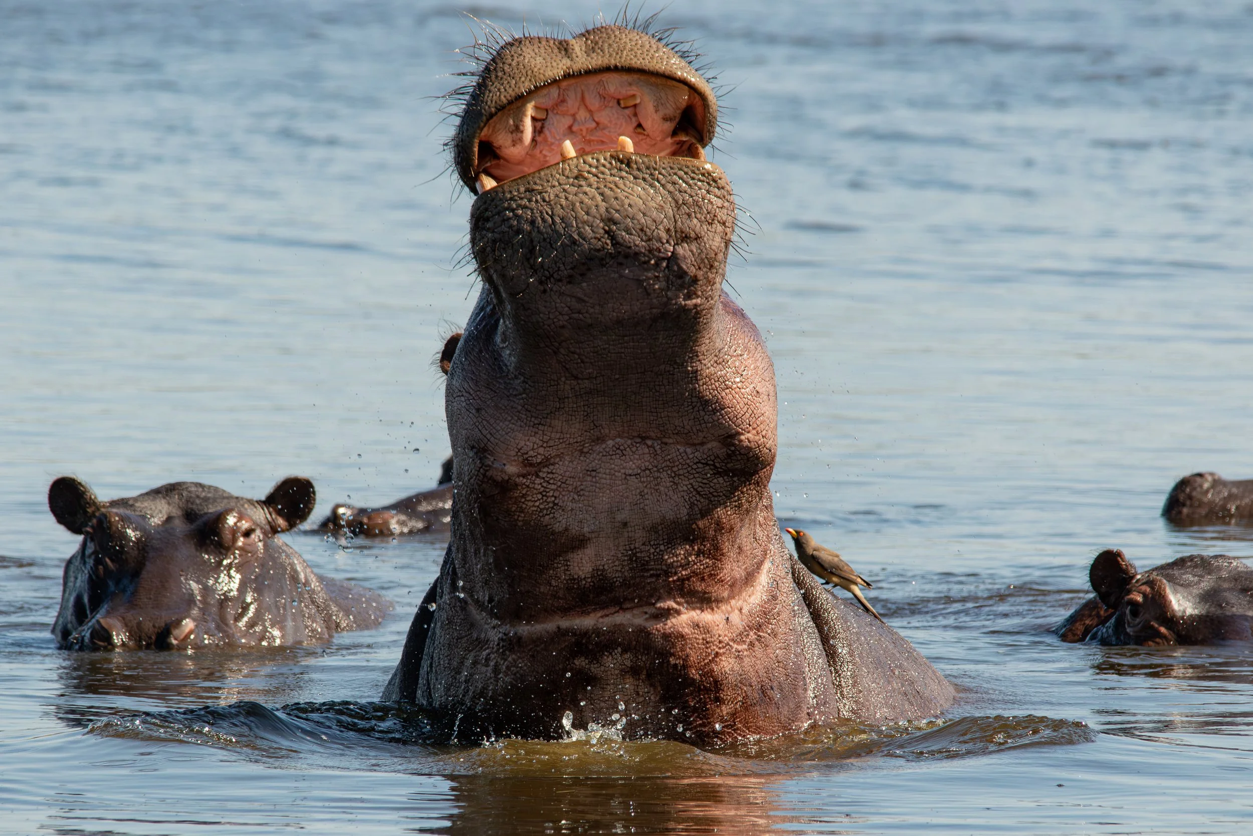 3 Hippo.jpg