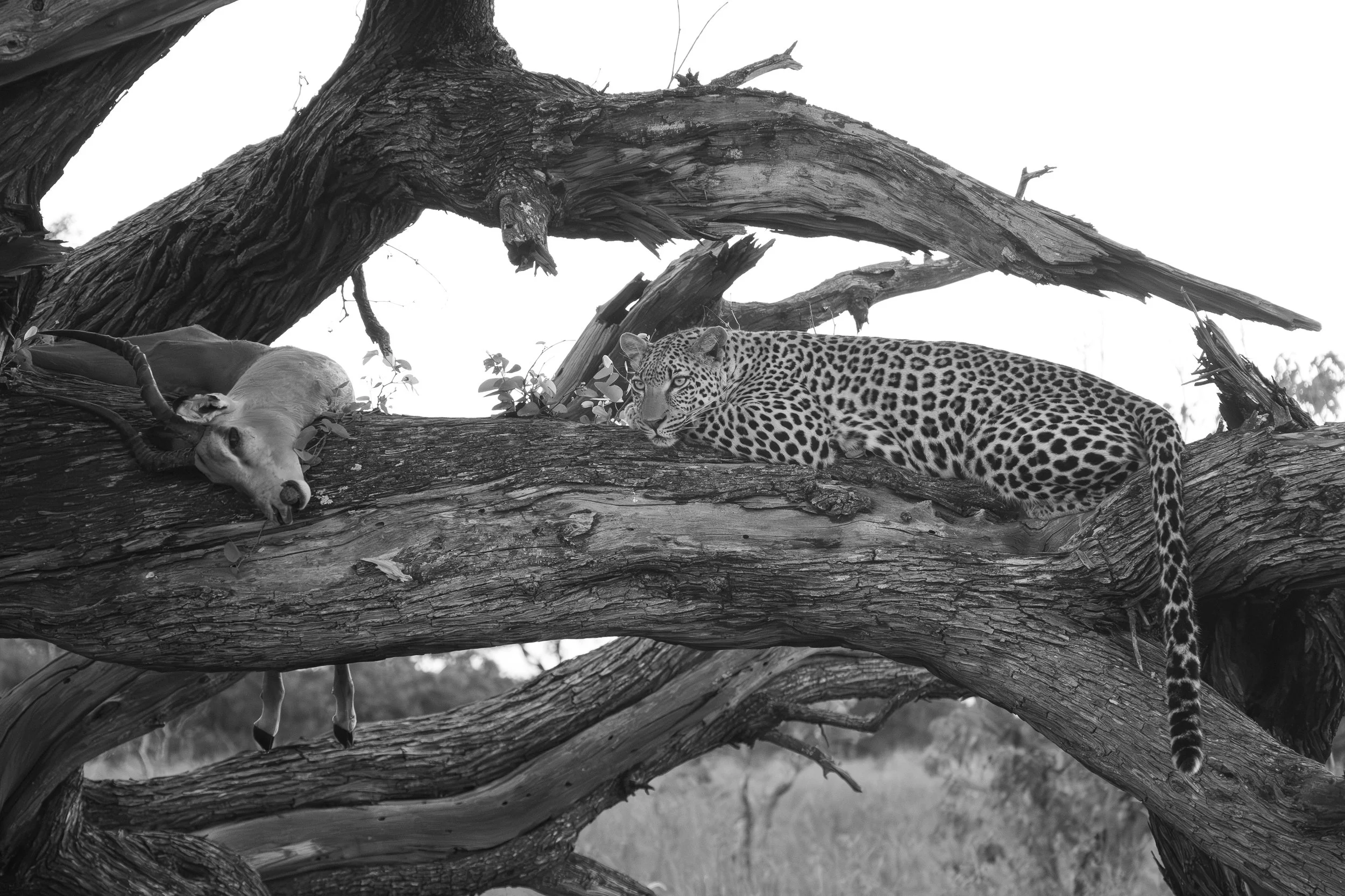 Meal with a view.jpg