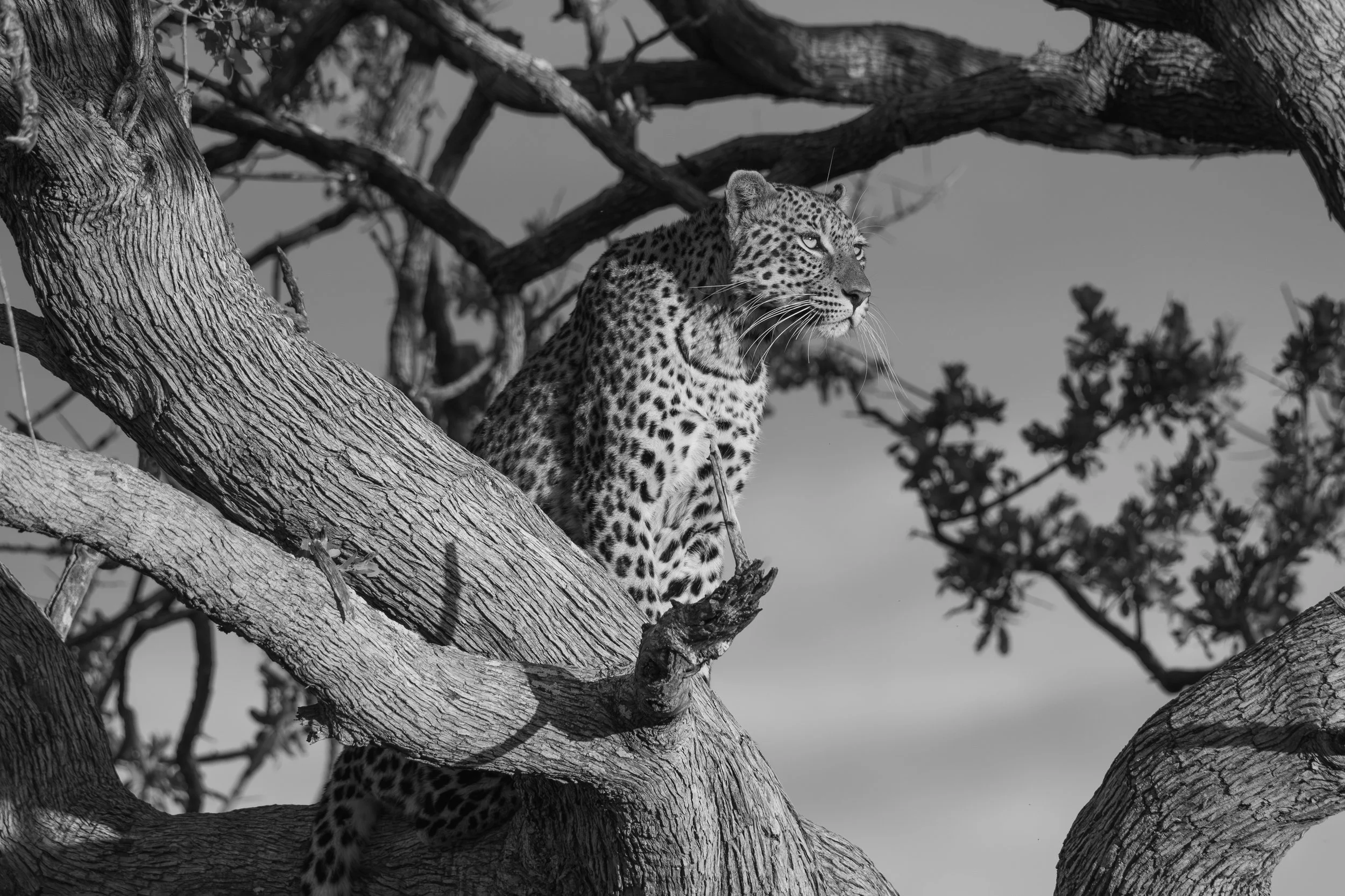 A watchful gaze. Okavango Delta, Botswana .jpg