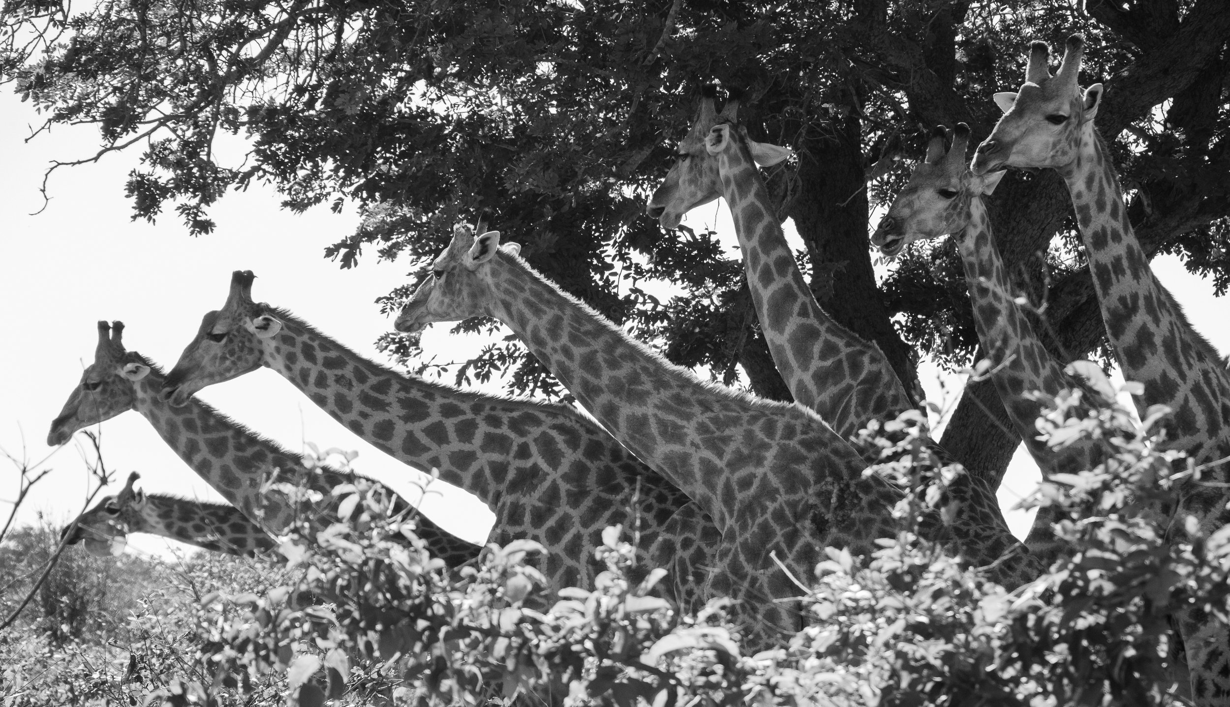 Seven in sync. Chobe National Park, Botswana .jpg