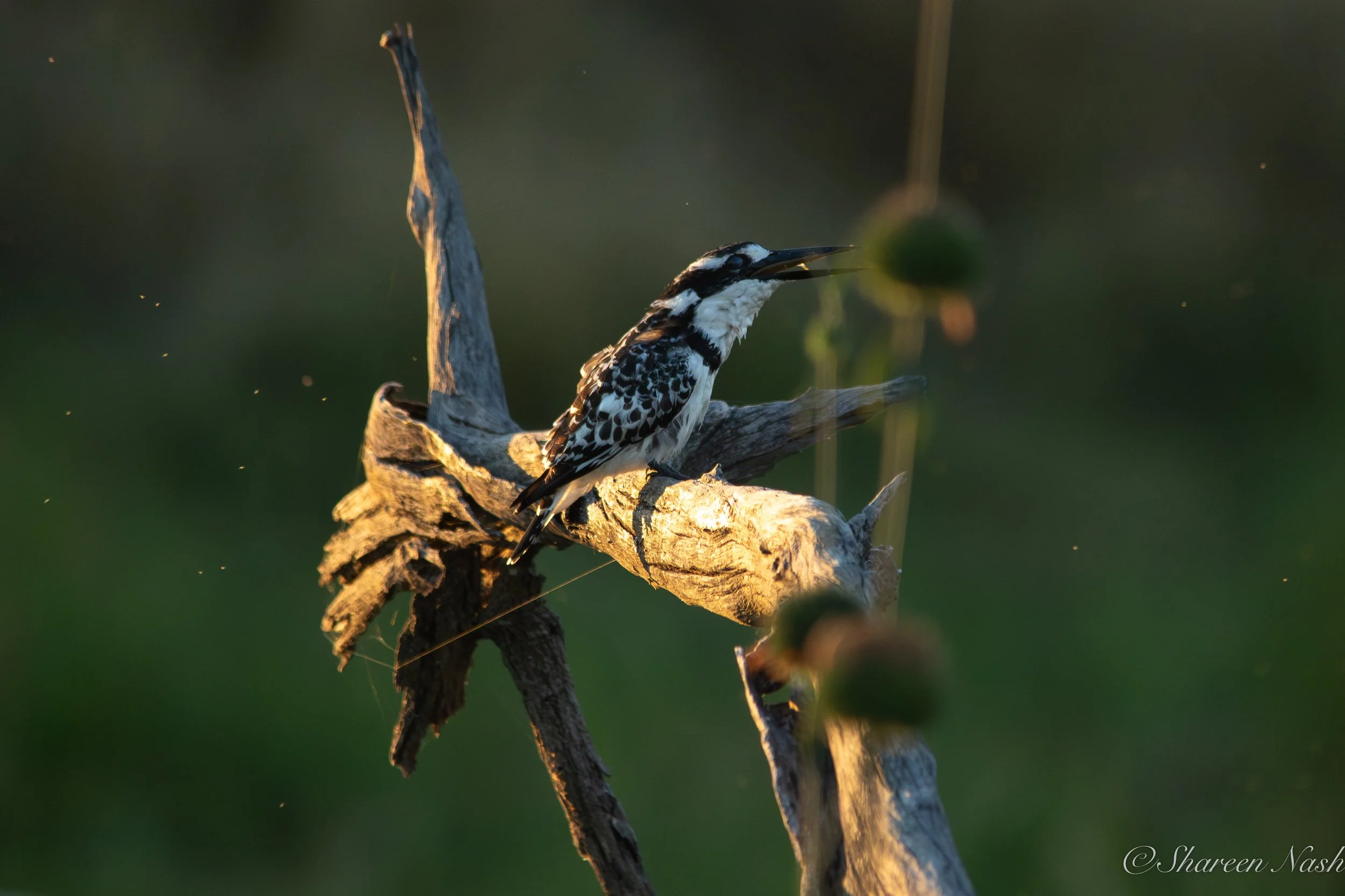 0H5A9770-Enhanced-NR.jpg