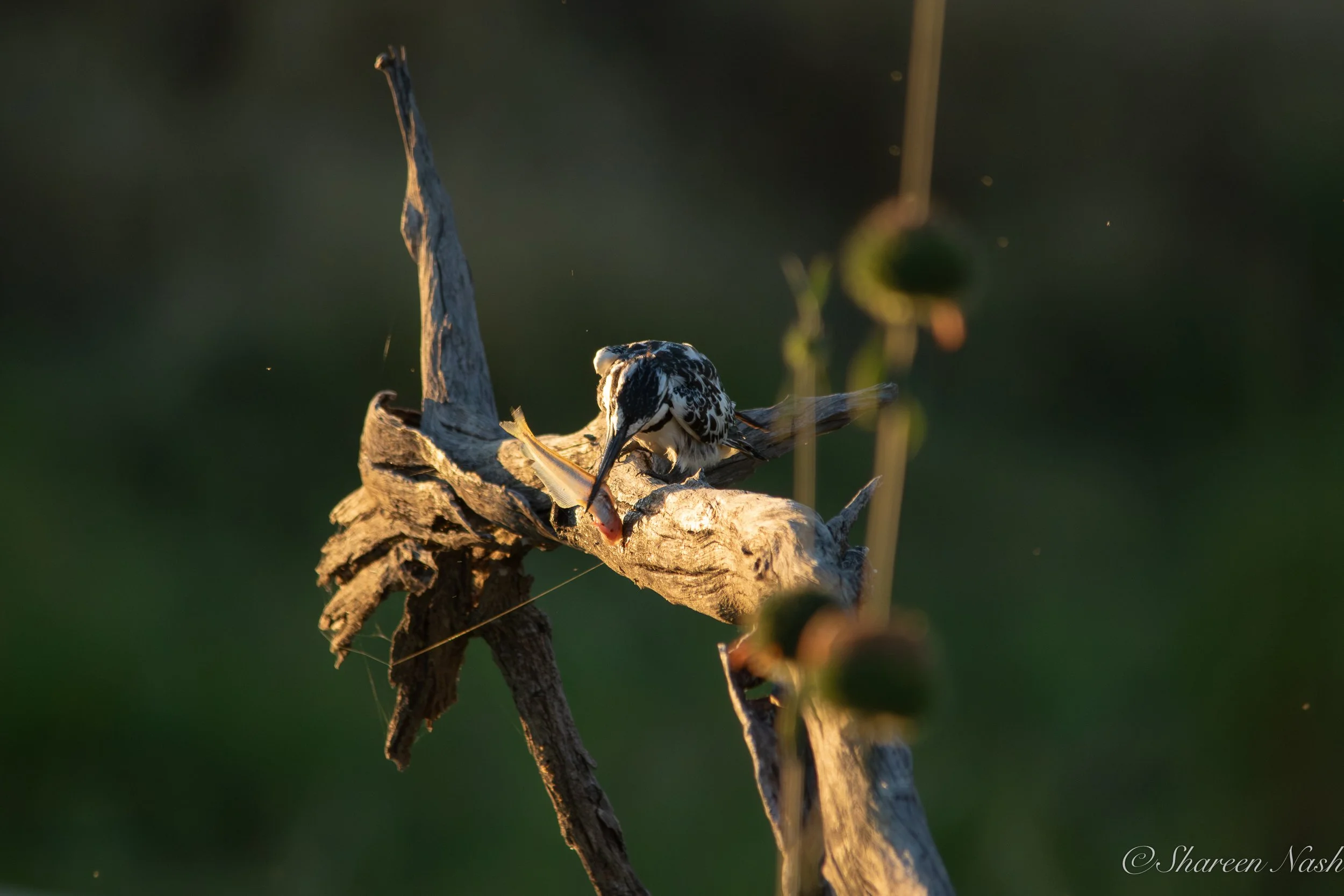 0H5A9741-Enhanced-NR.jpg