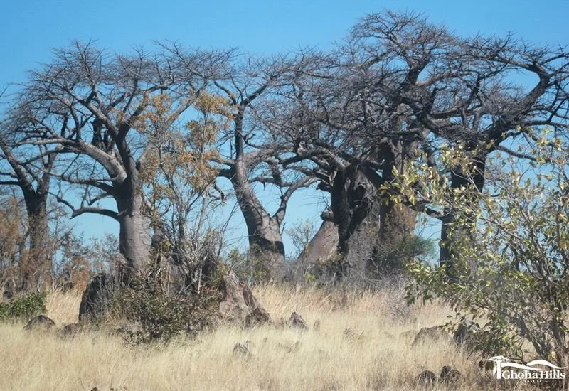 bannerGhoh aHills_crop800x550.jpg