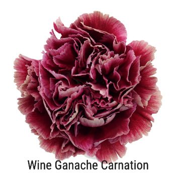 Burgundy Carnation