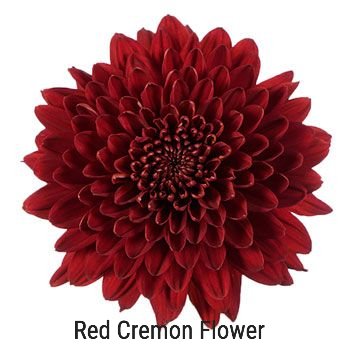 Red Cremon Mum