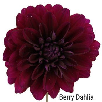 Berry Dahlia