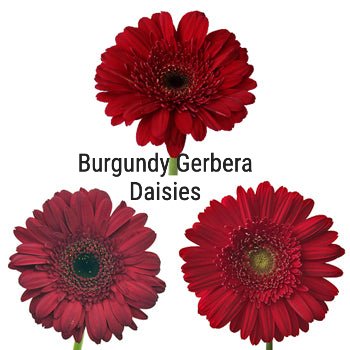 Burgundy Gerbera