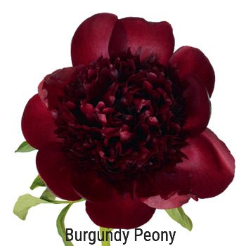  burgundy peony