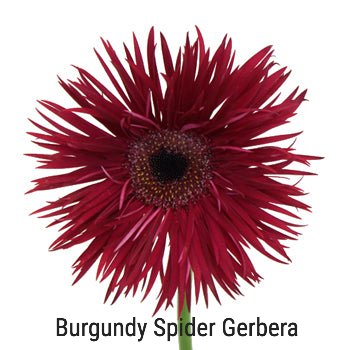 Burgundy Spider Gerbera
