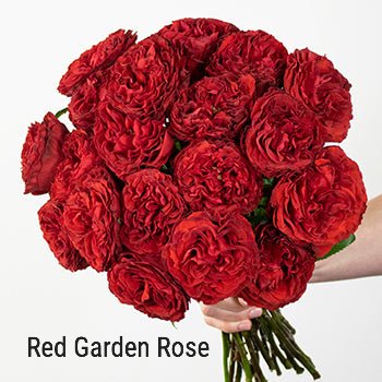 Red Garden Roses