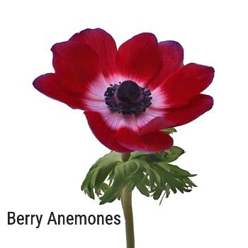Berry Anemone