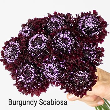 Scabiosa